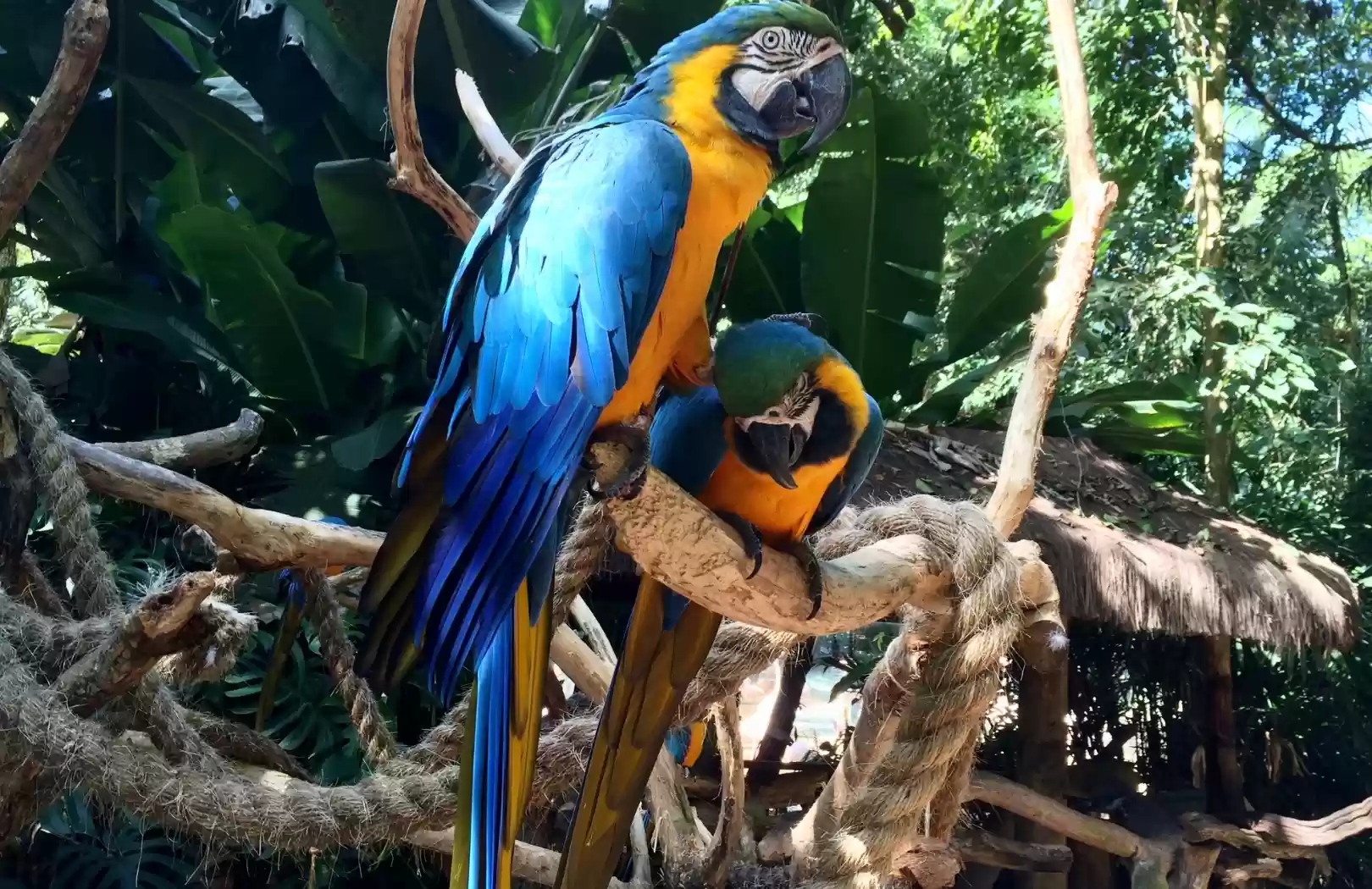 Bali Bird Park