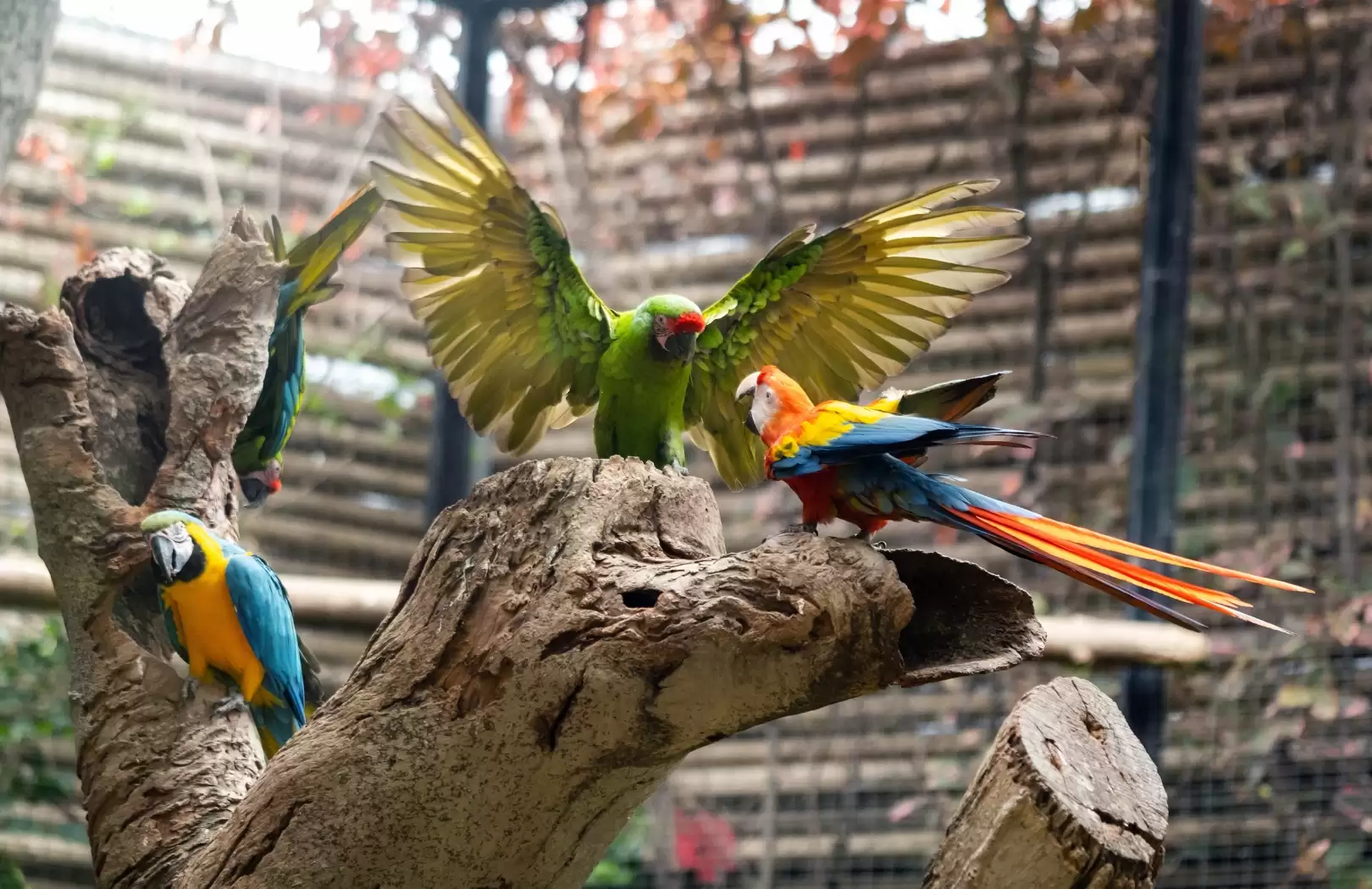 Bali Bird Park