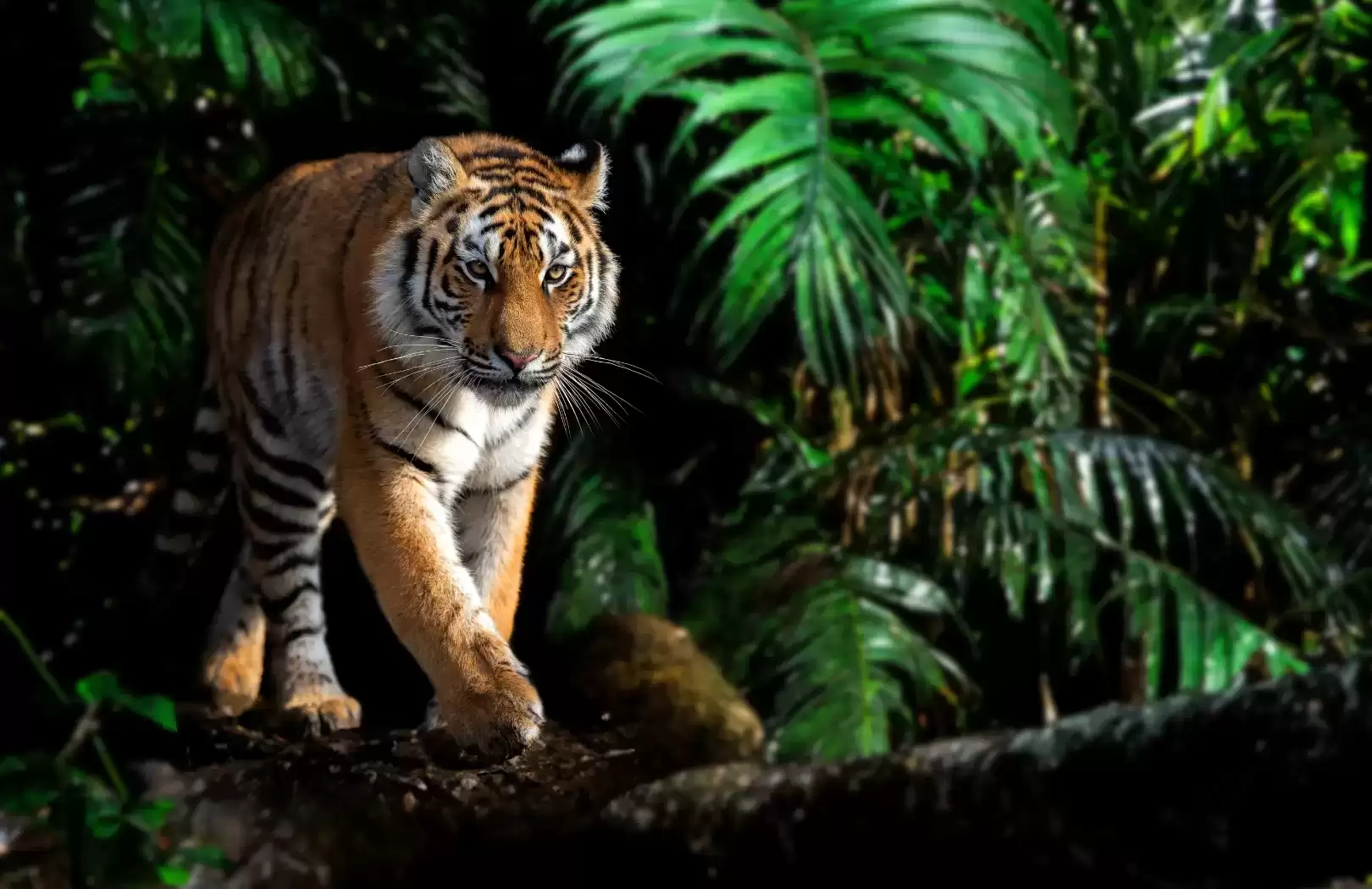 Bali Safari & Marine Park
