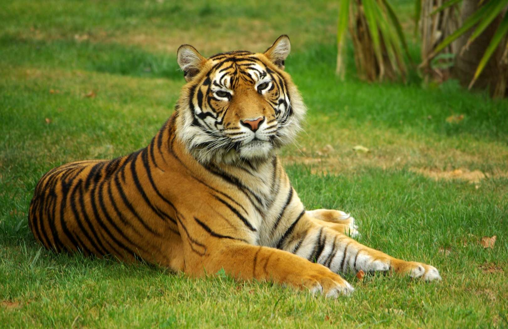 Bali Safari & Marine Park