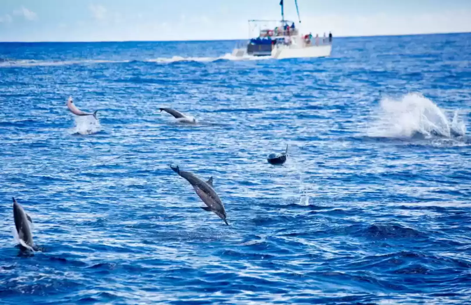 Lovina Dolphin Watching Tour