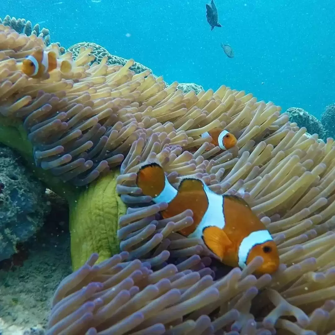 Package 1 Gili Trawangan – Gili Meno – Gili Trawangan (Start from Trawangan)