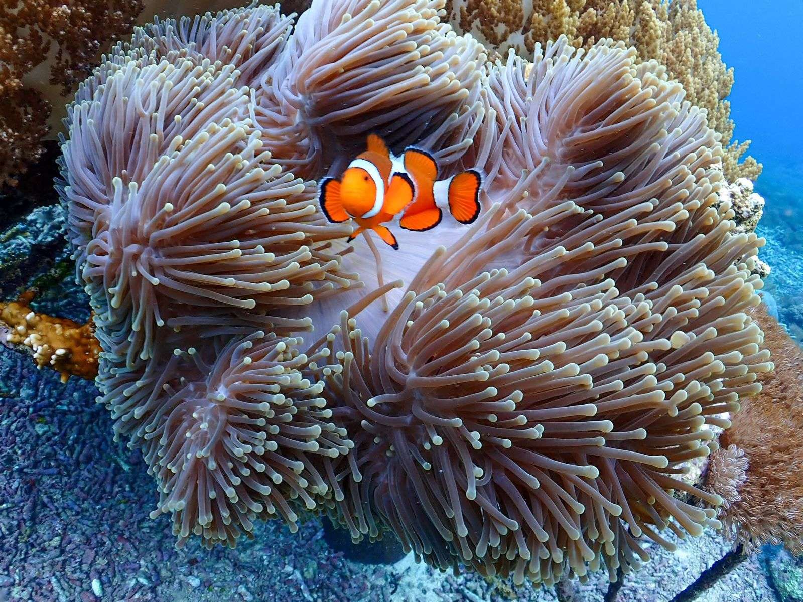 Snorkeling Day Trip and Island Tour from Bali to Lembongan and Penida (Package B)