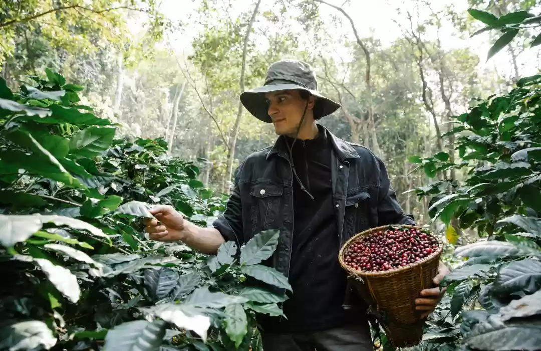 Exploring Bali Natural Beauty - Ayung River Rafting and Coffee Plantation Tour