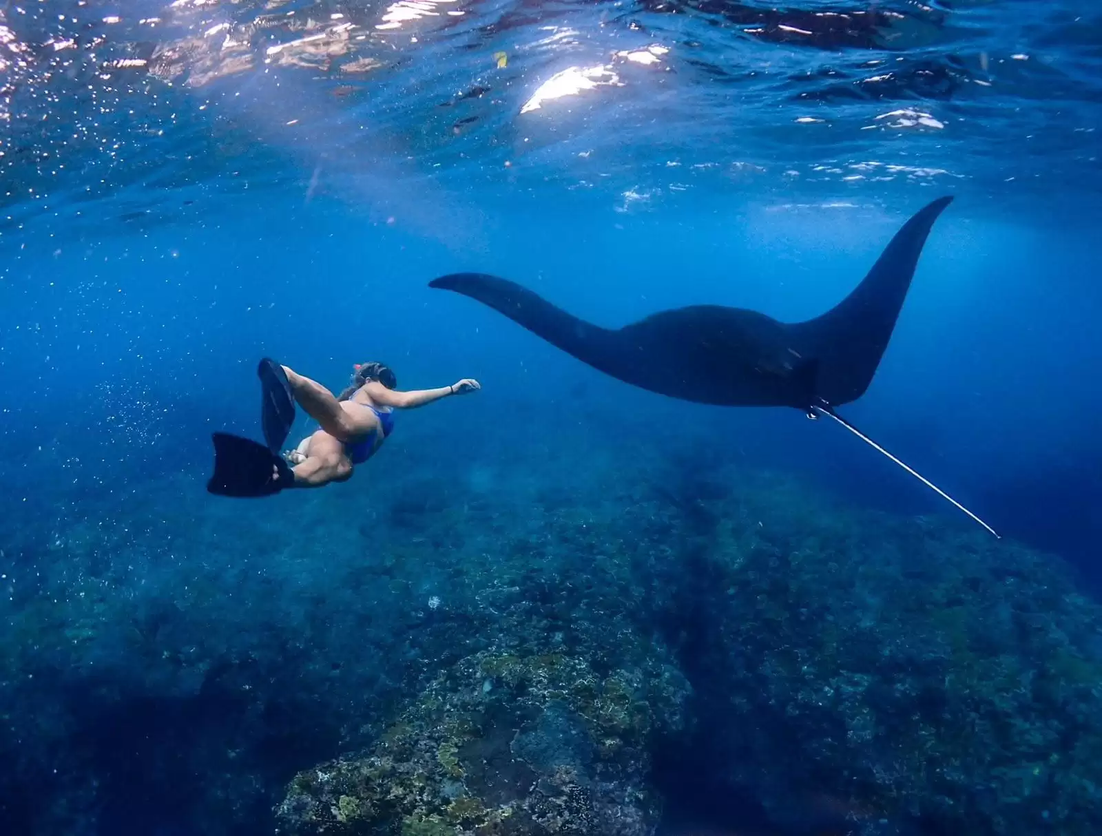 Private Snorkeling Trip with Manta Rays from Lembongan to Penida