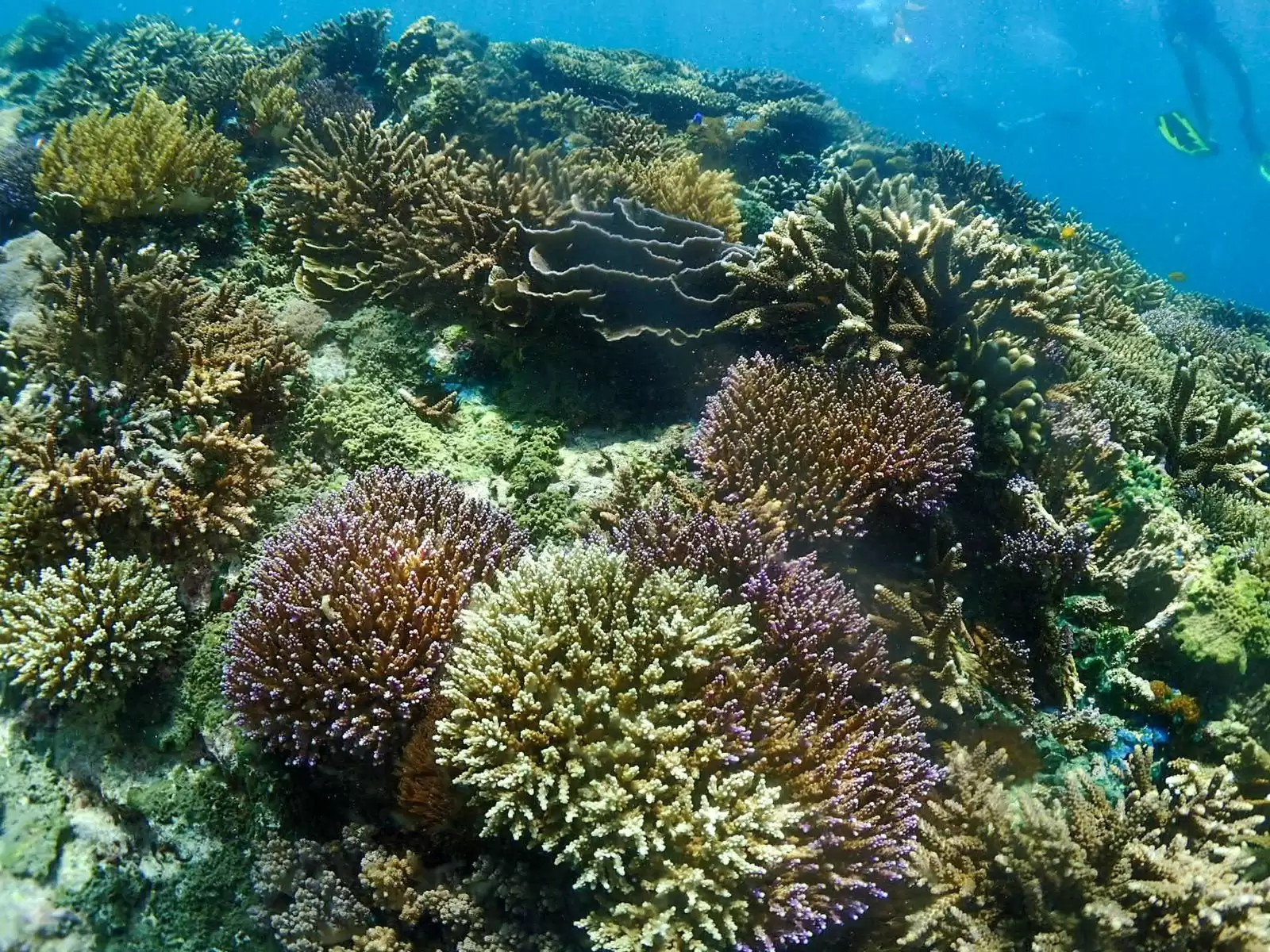 Private Snorkeling Trip with Manta Rays from Lembongan to Penida