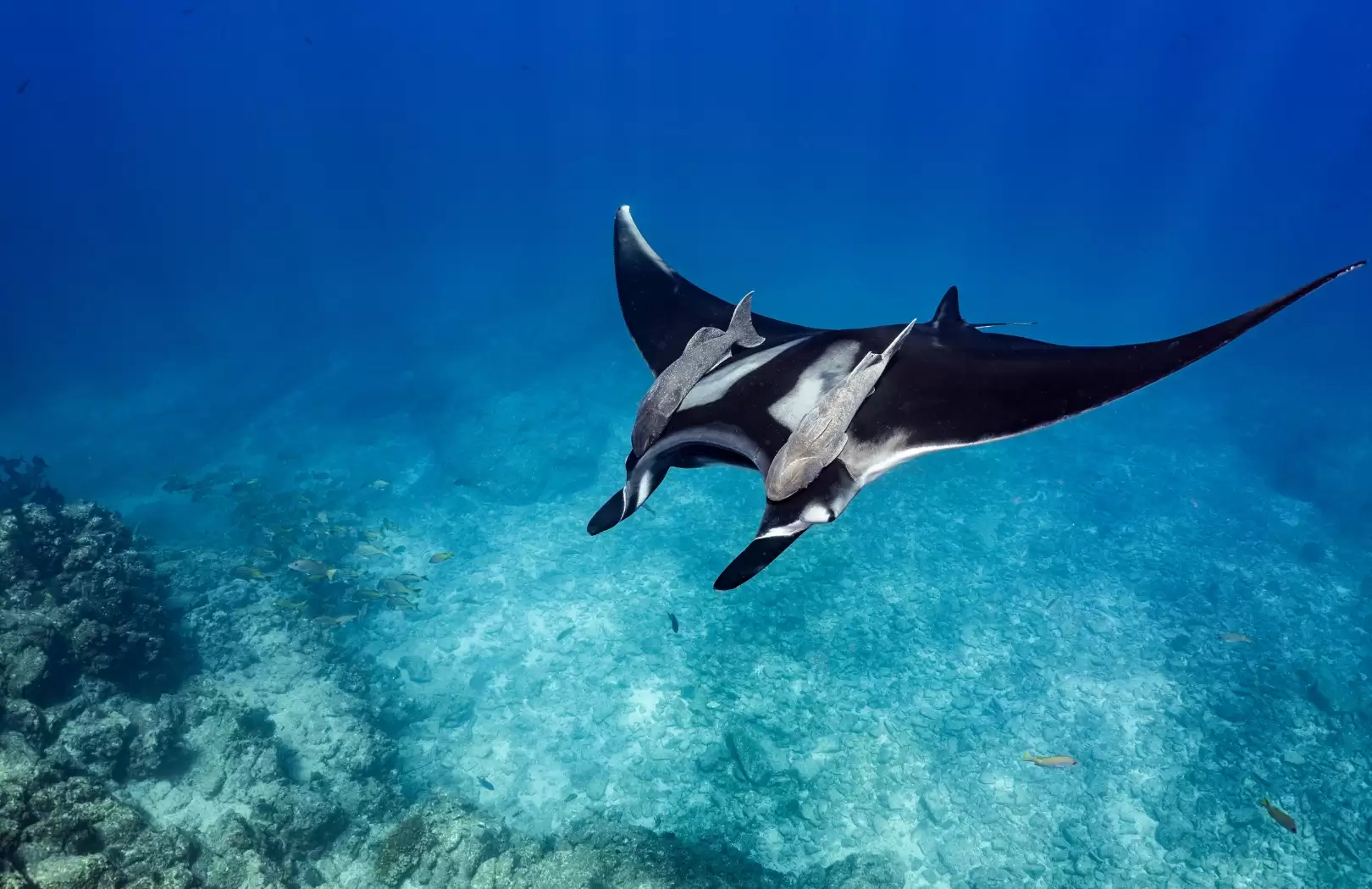 Private Snorkeling – Manta Point