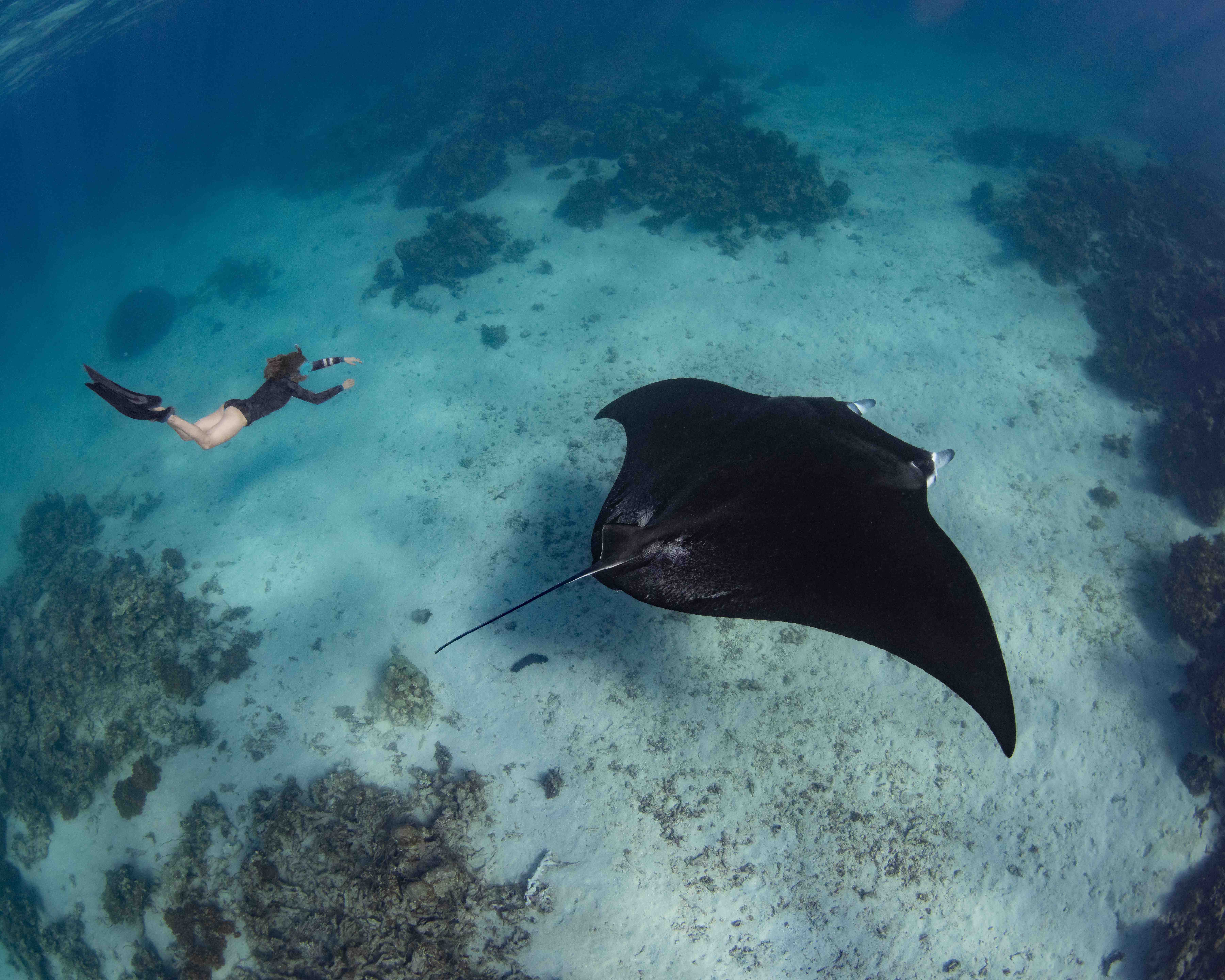 Shared Snorkeling Trip – Manta Point