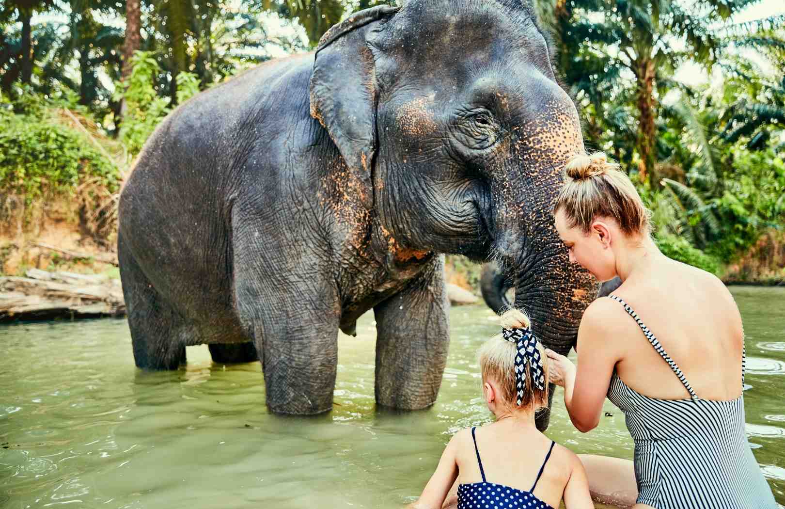 Taro Elephant Wash Experience with Private Transfers