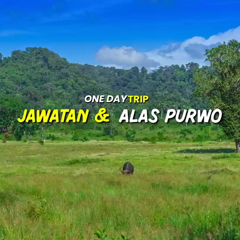 One Day Trip De Jawatan & Alas Purwo