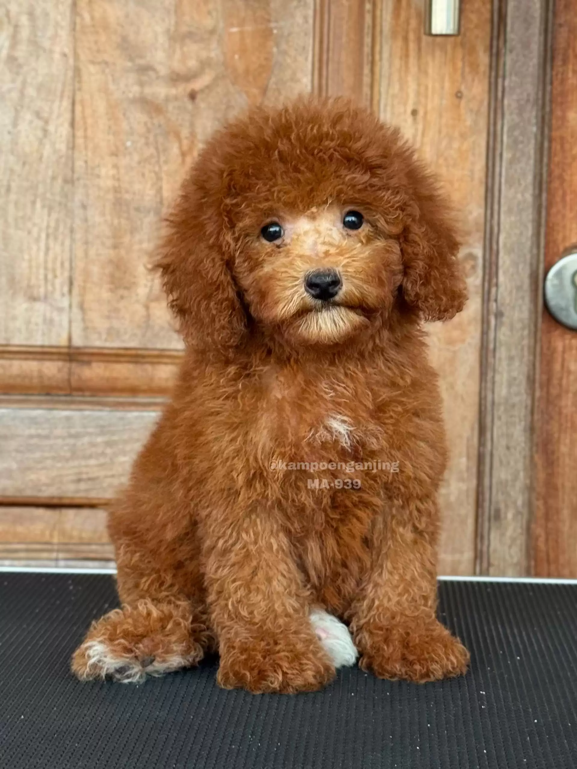 Poodle male 939