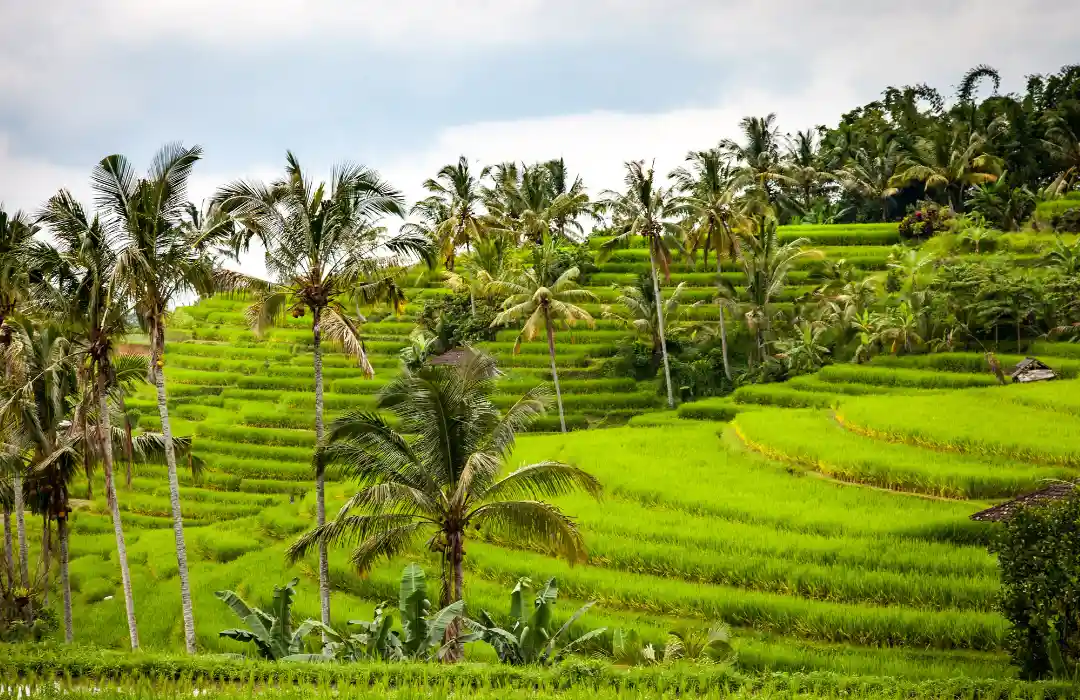 Tegallalang Rice Terraces – A Walk Through Bali’s Past