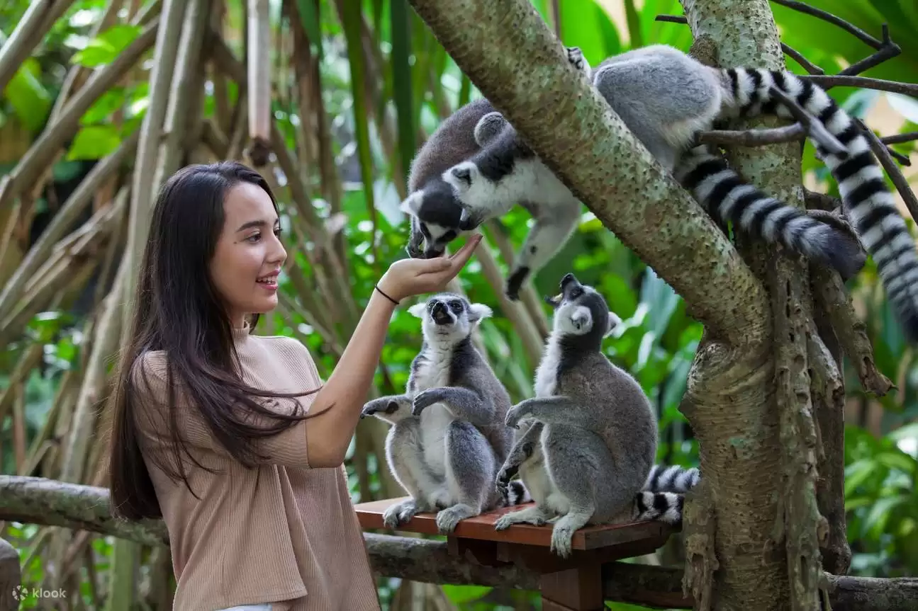 Discover the Magic of Bali Zoo: A Wild Adventure in Paradise