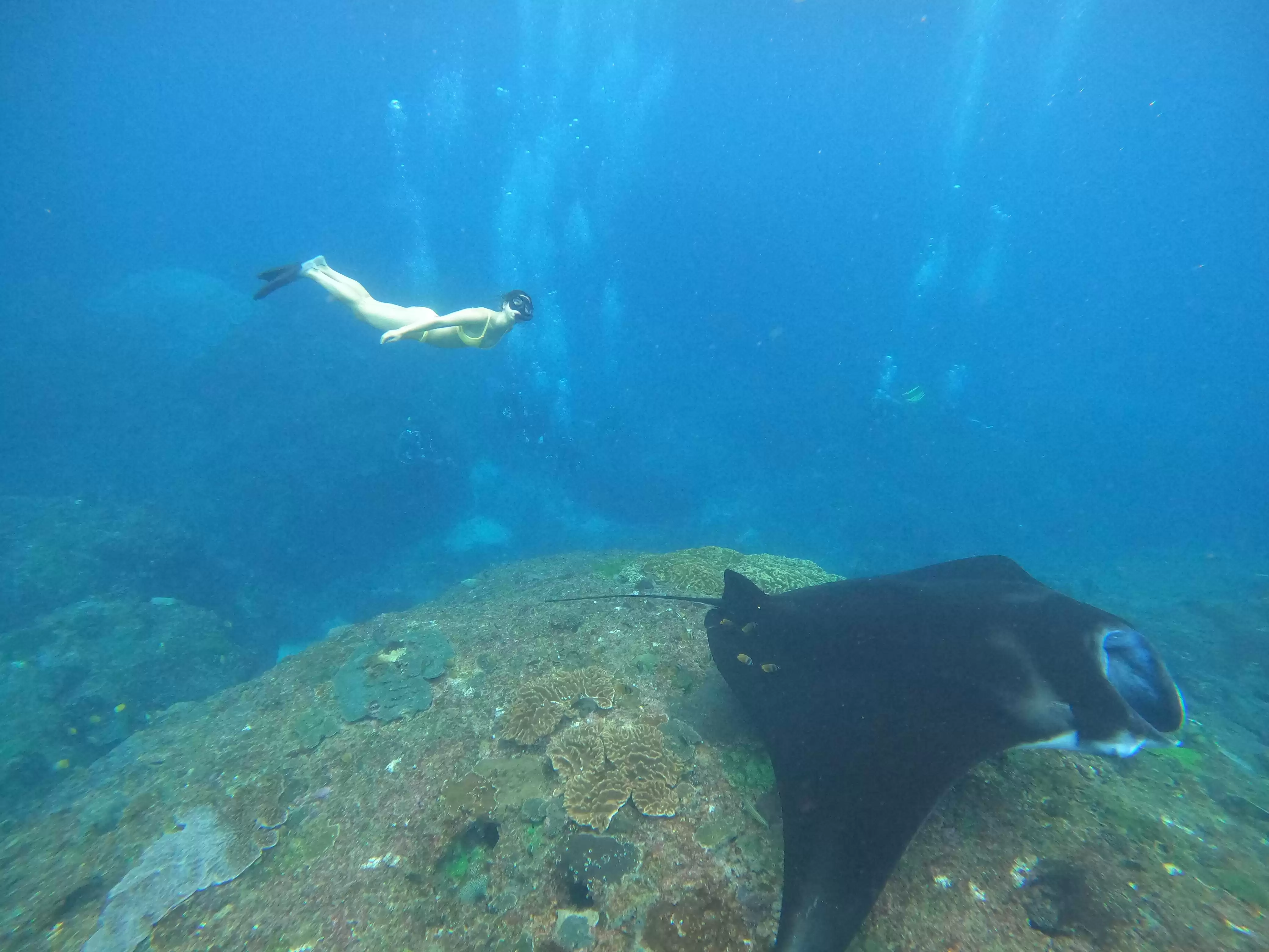 Snorkeling with Manta Rays in Nusa Penida – A Must-Do Bali Experience