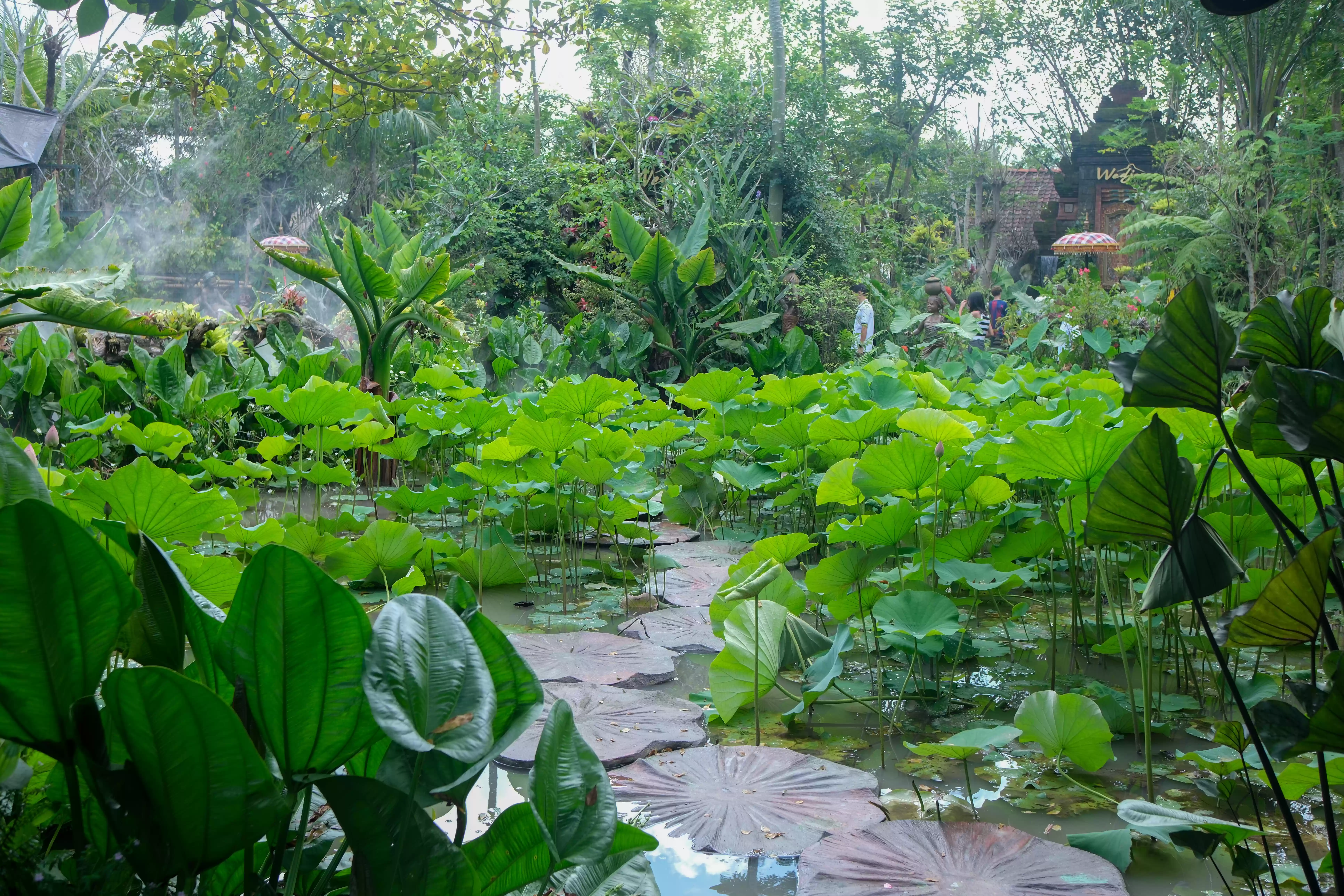 Lotus Garden In Wedja