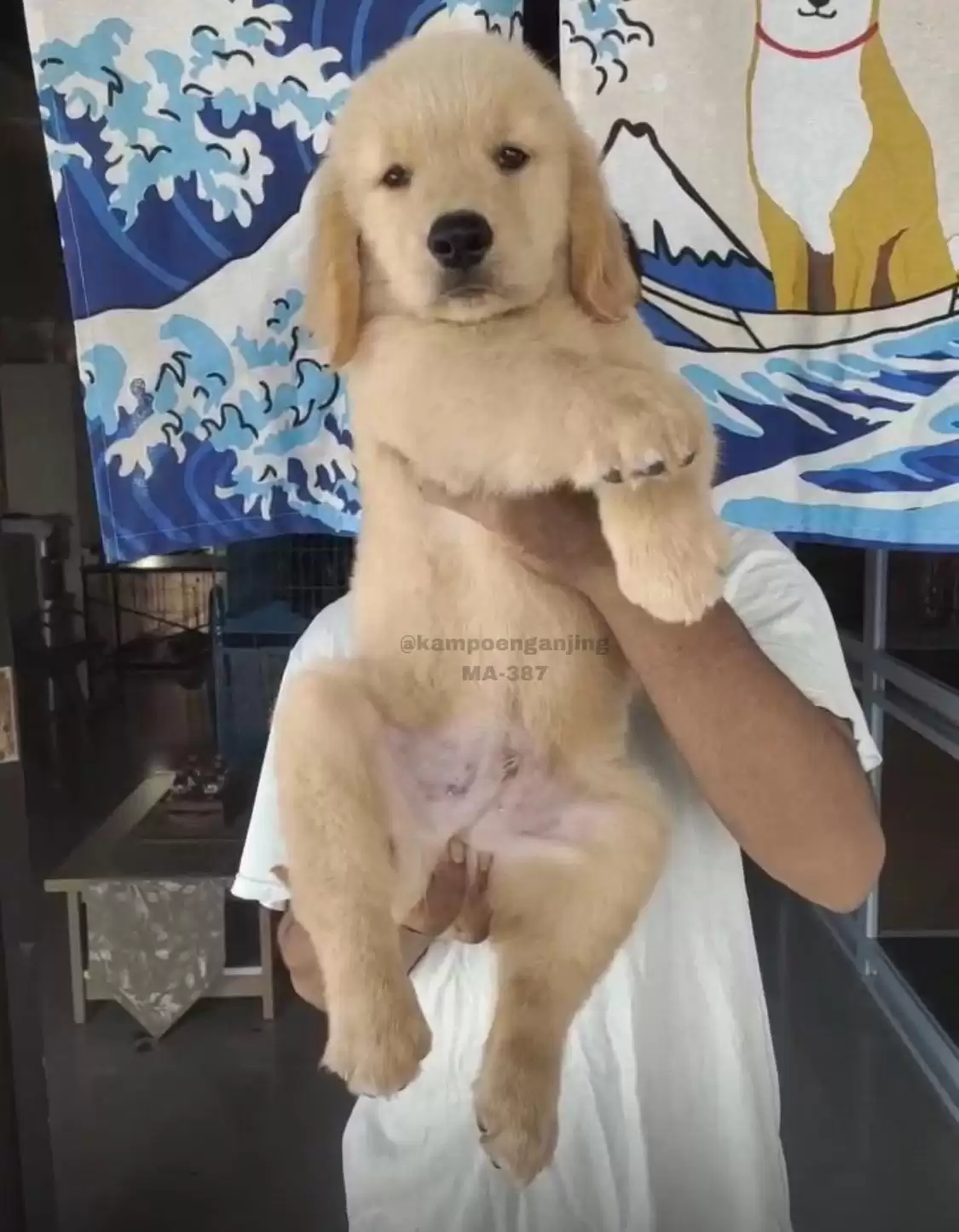 Golden Retriever male 387