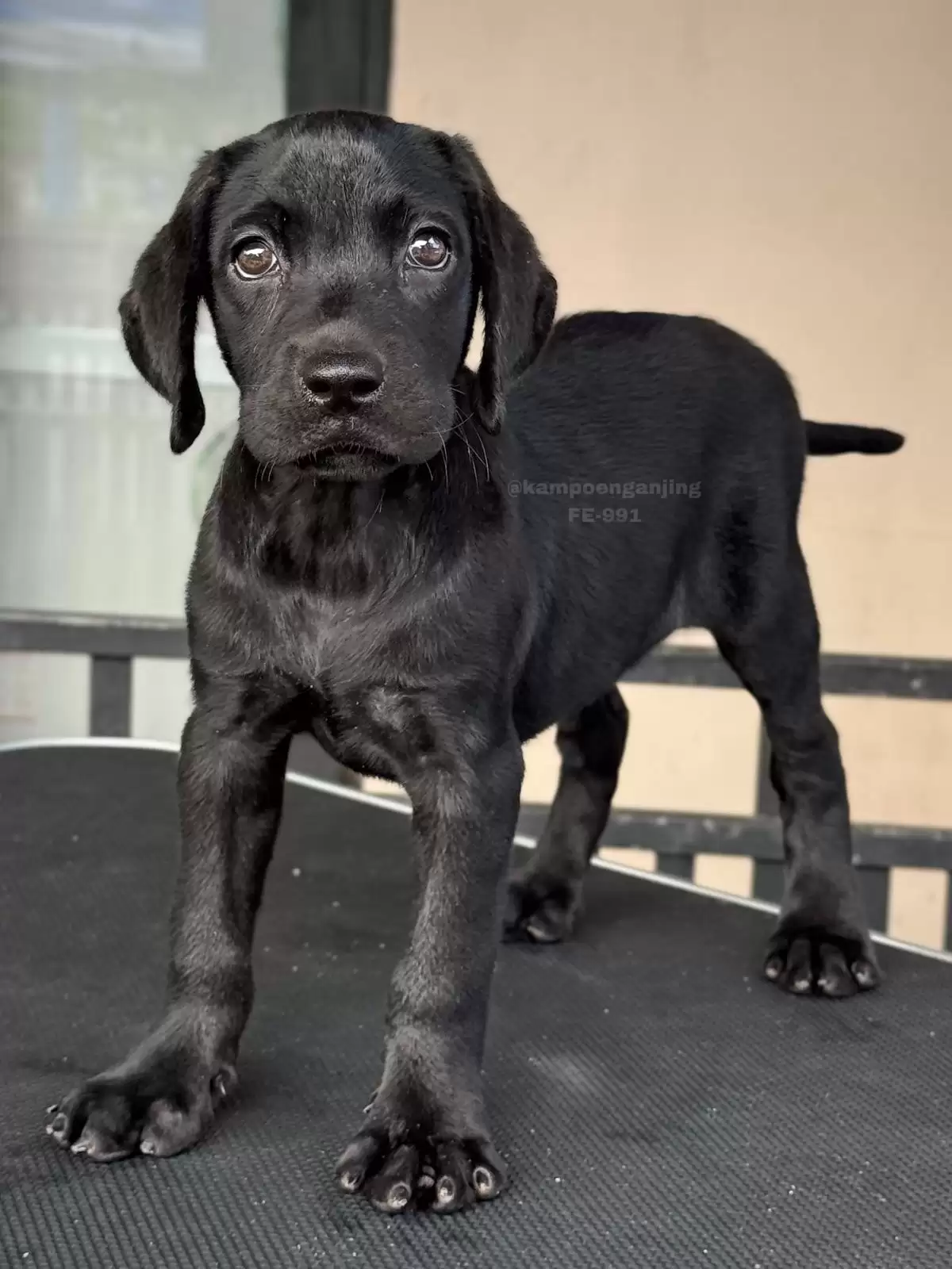 Labrador female 991