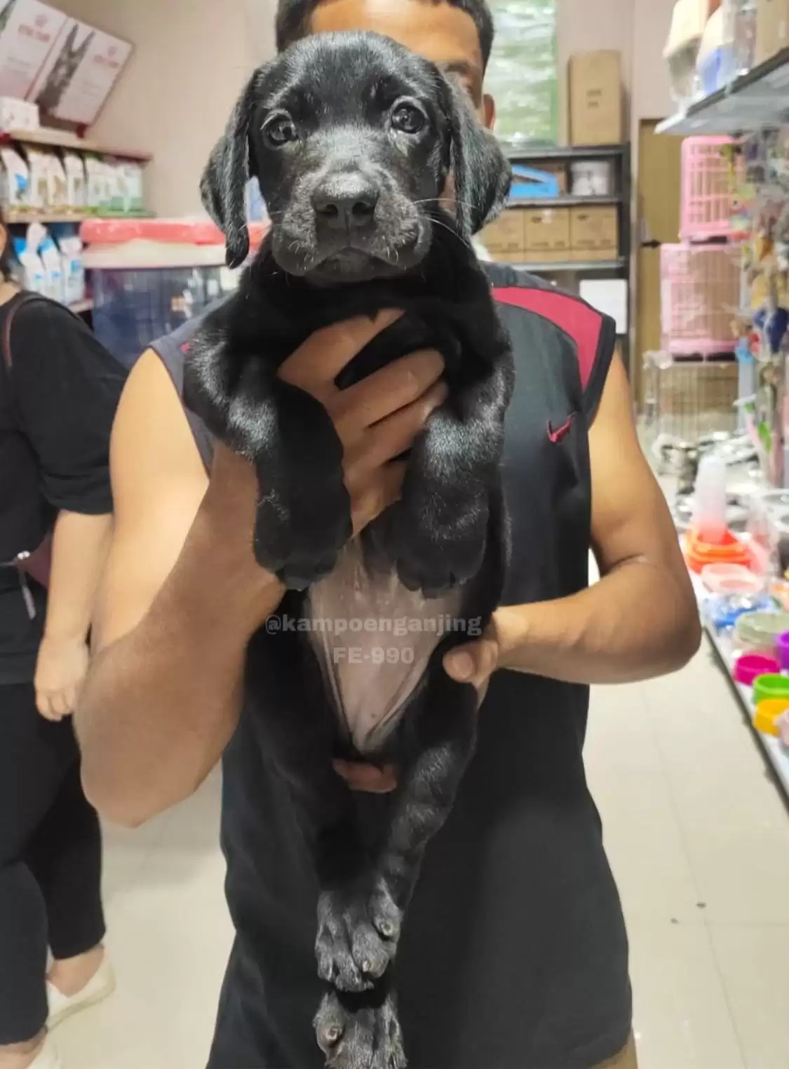 Labrador female 990