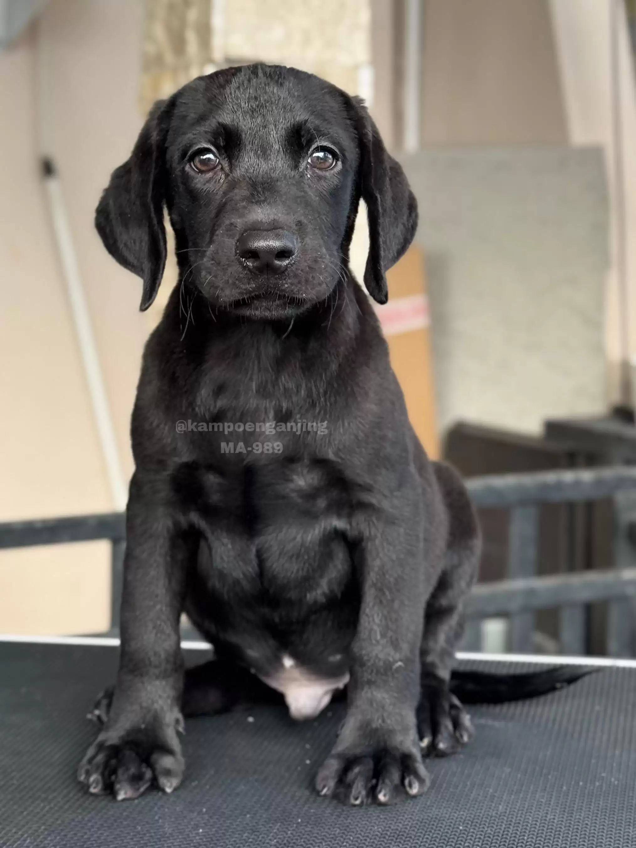 Labrador male 989