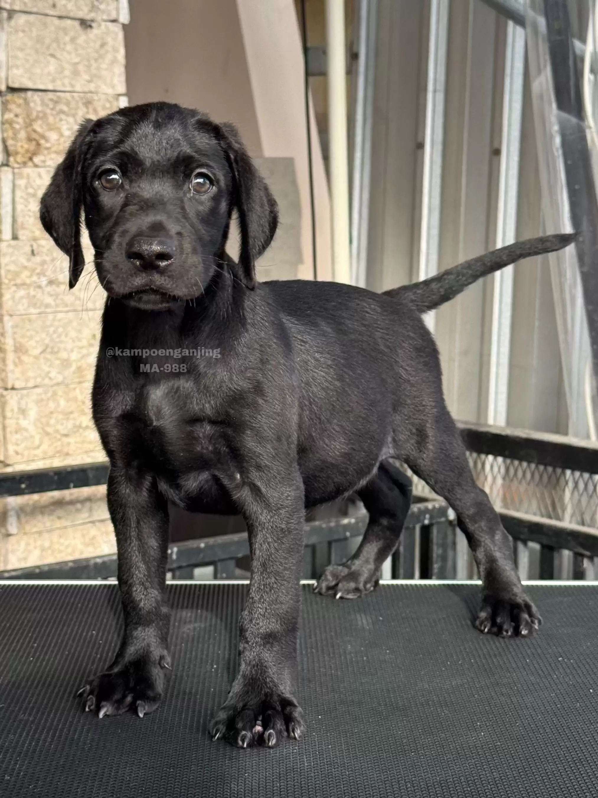 Labrador male 988