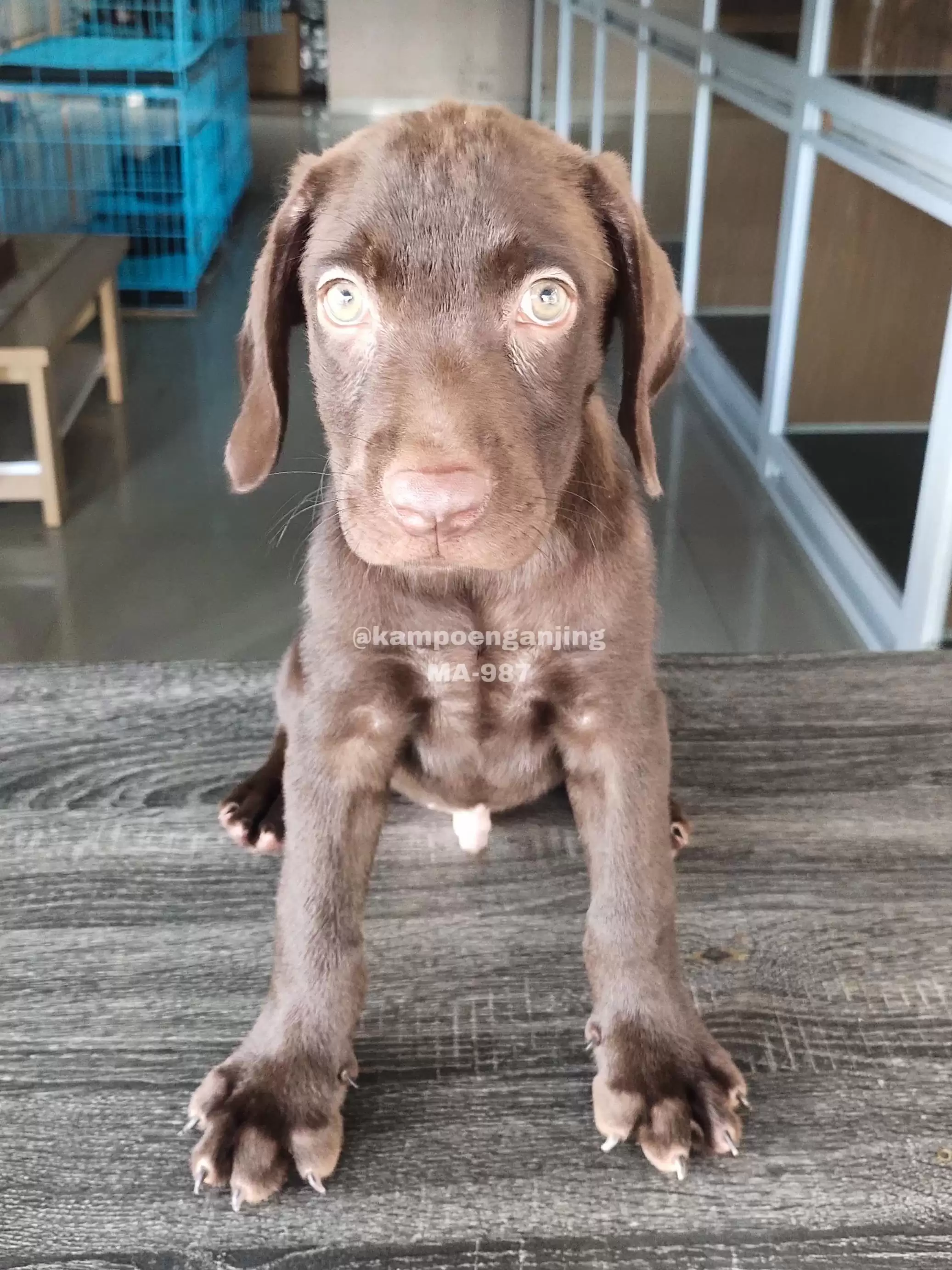 Labrador male 987
