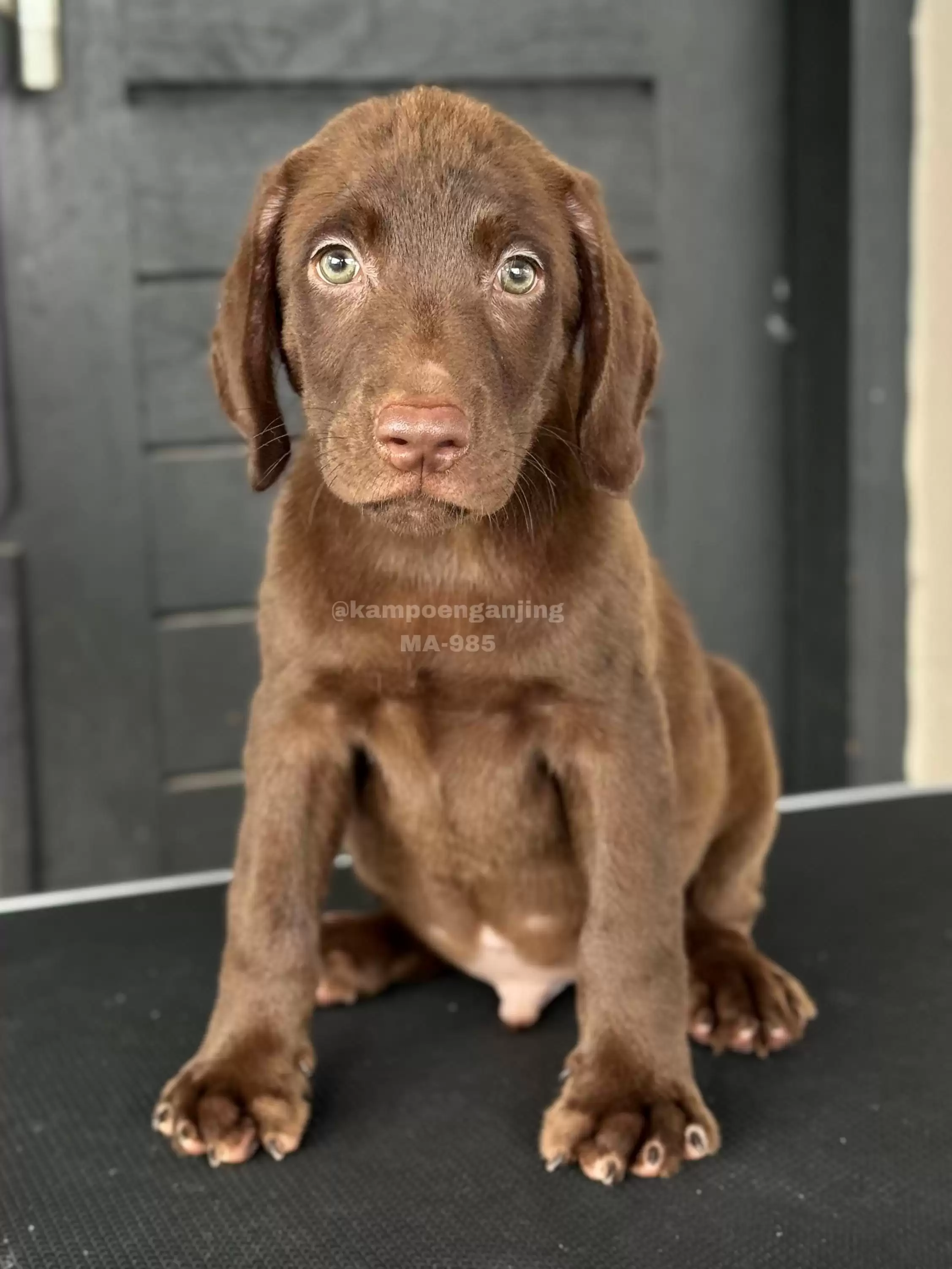 Labrador male 985