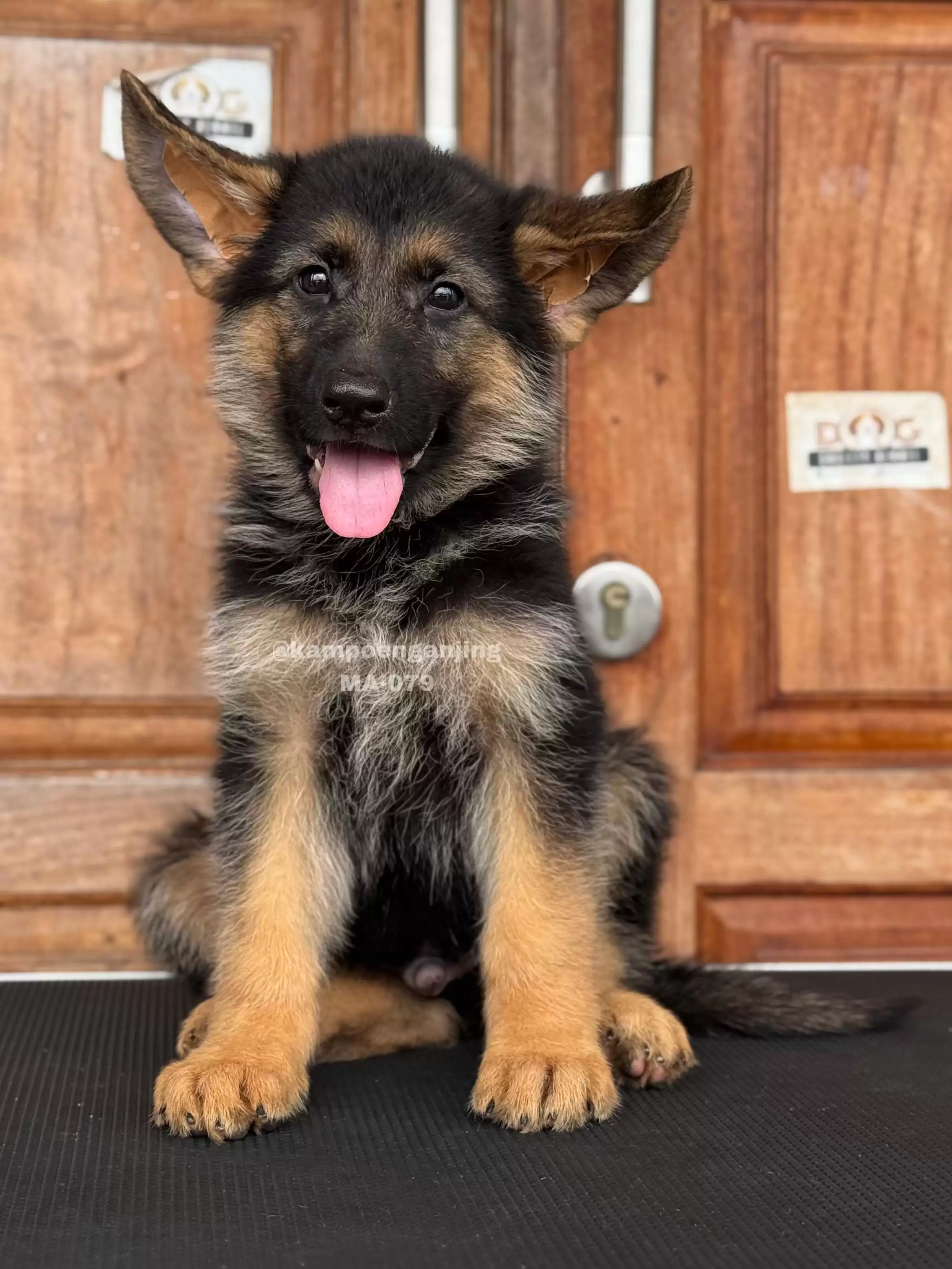 German Shepherd male 079