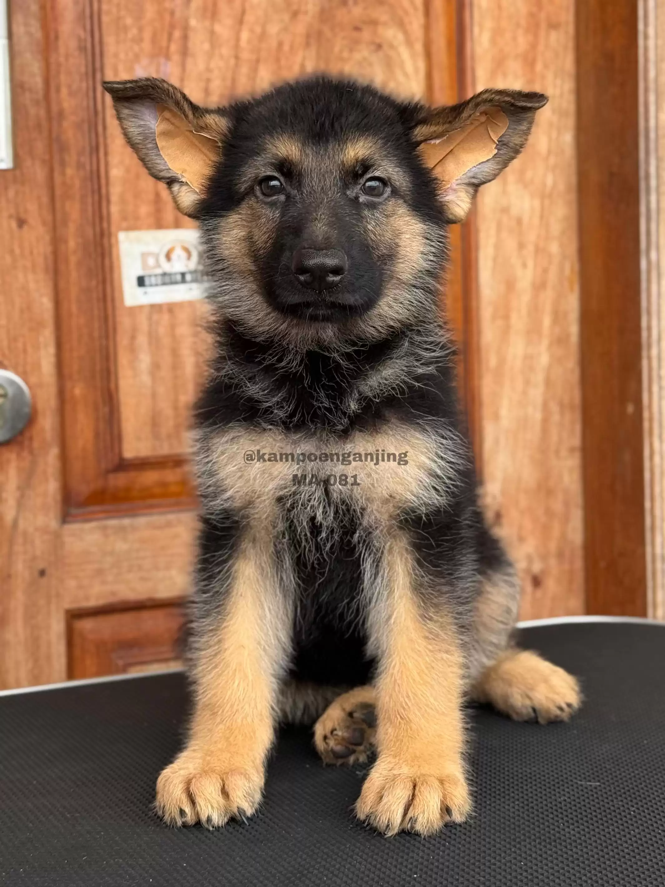 German Shepherd male 081