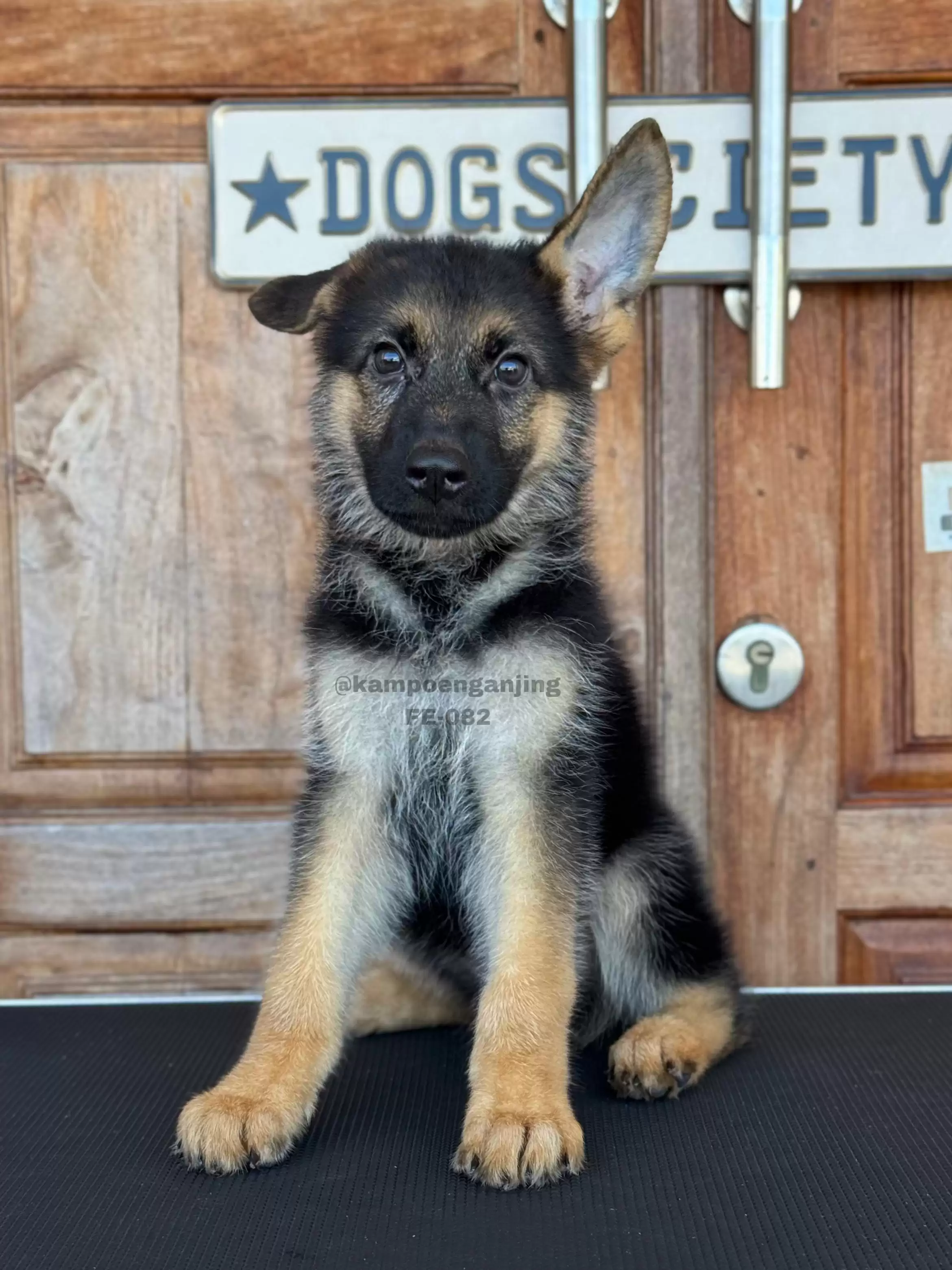 German Shepherd female 082