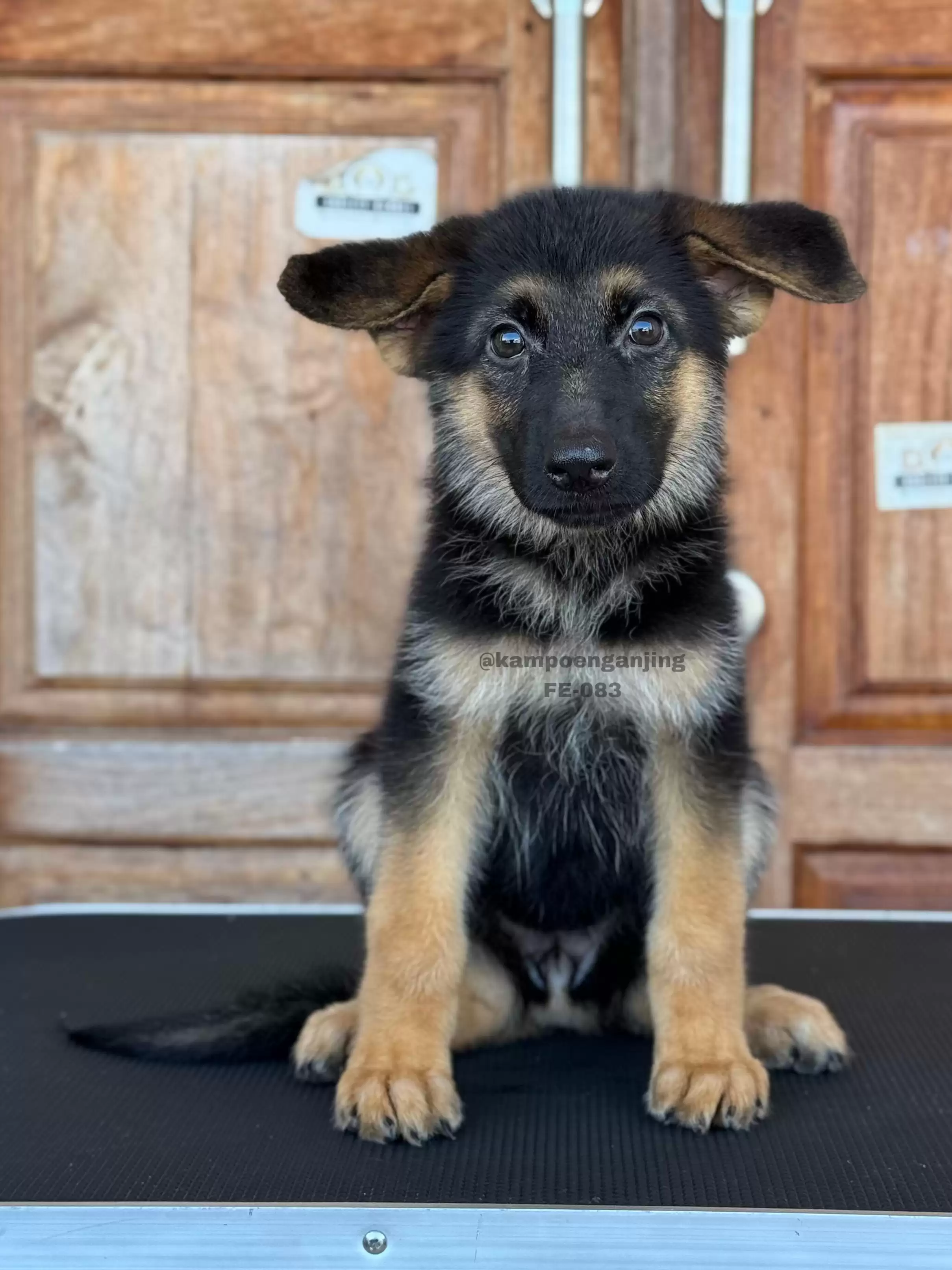 German Shepherd female 083