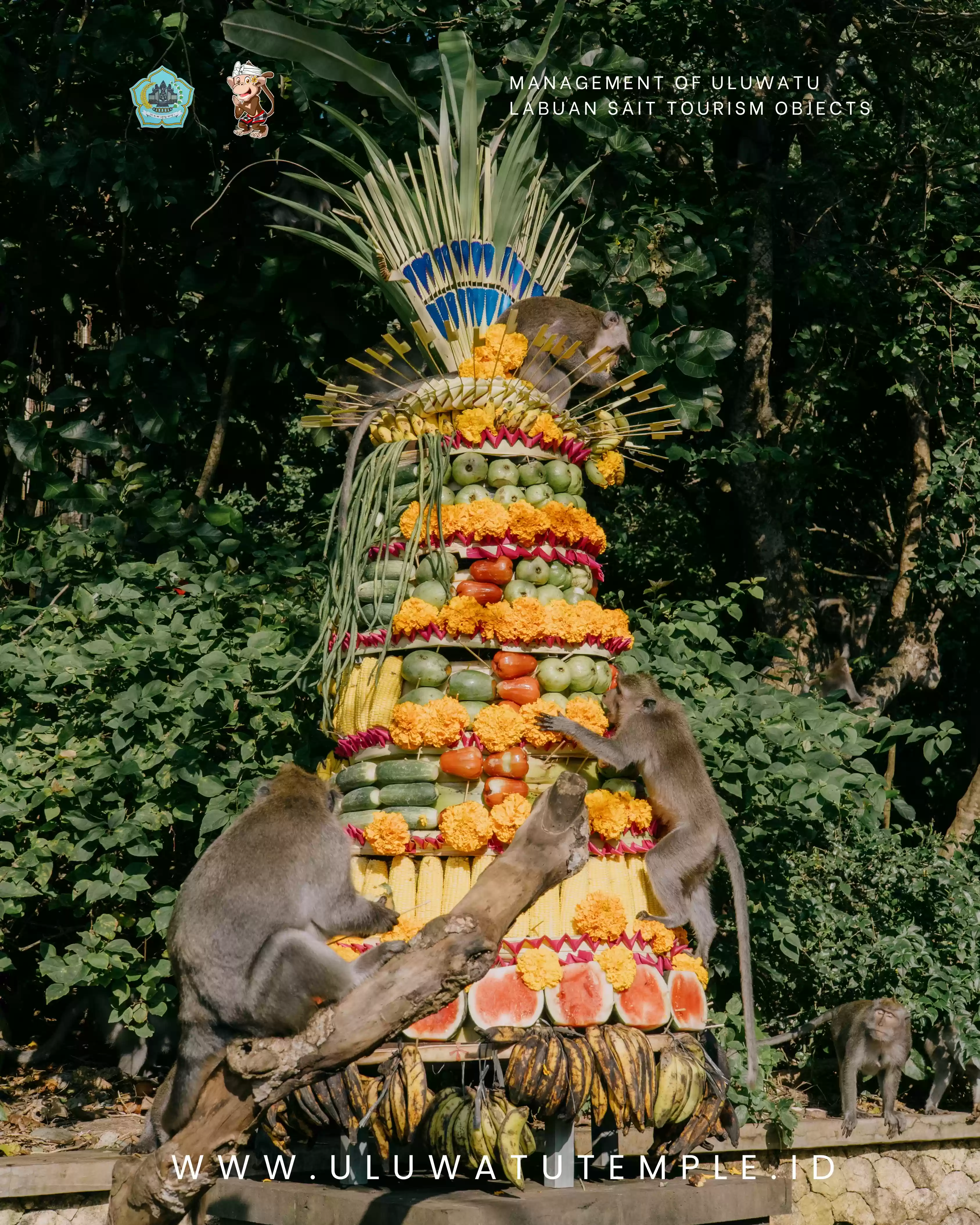 Tumpek Kandang at Uluwatu Temple  A Unique Ritual of Offering to Sacred Monkeys
