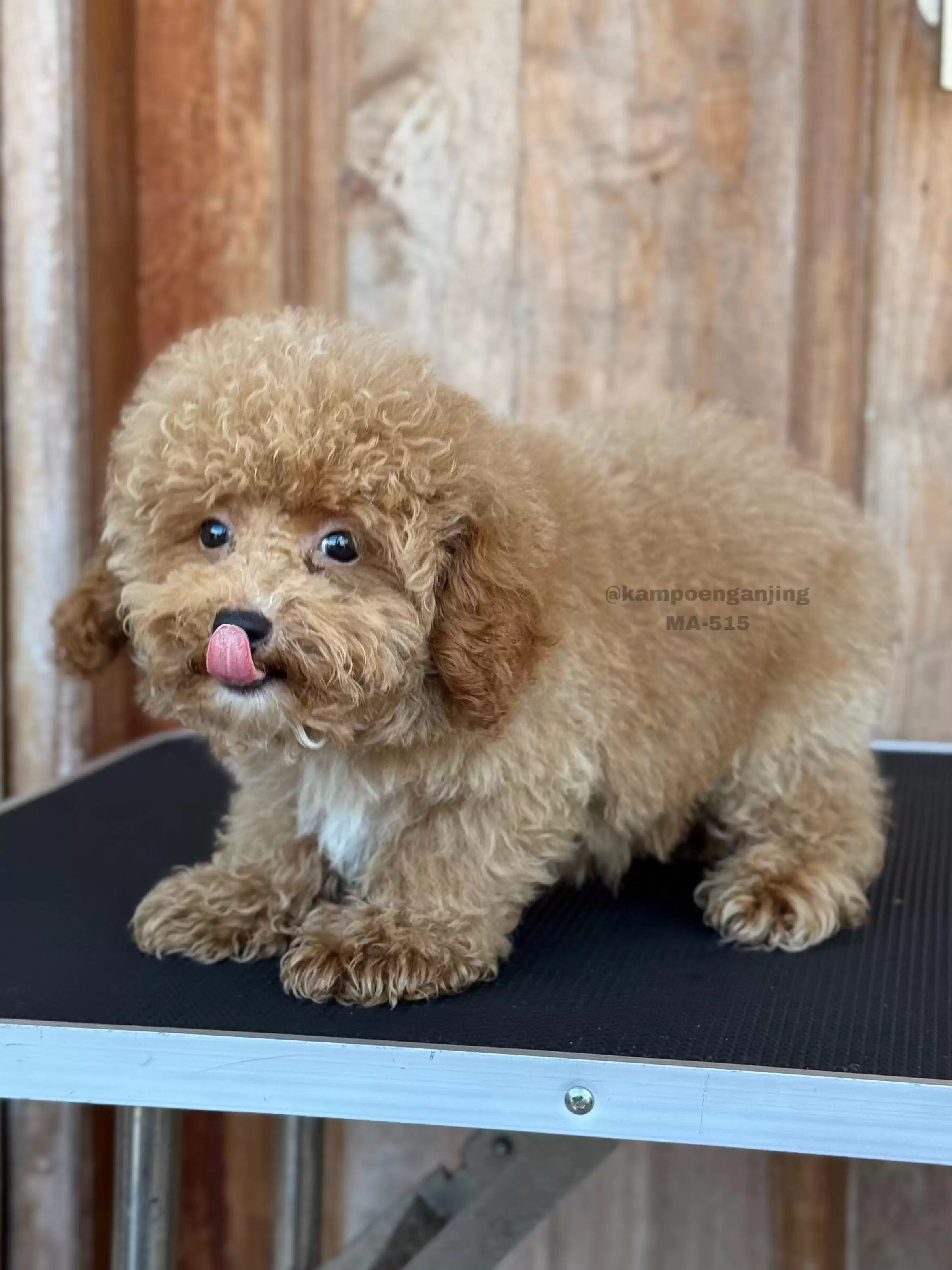 Poodle male 515