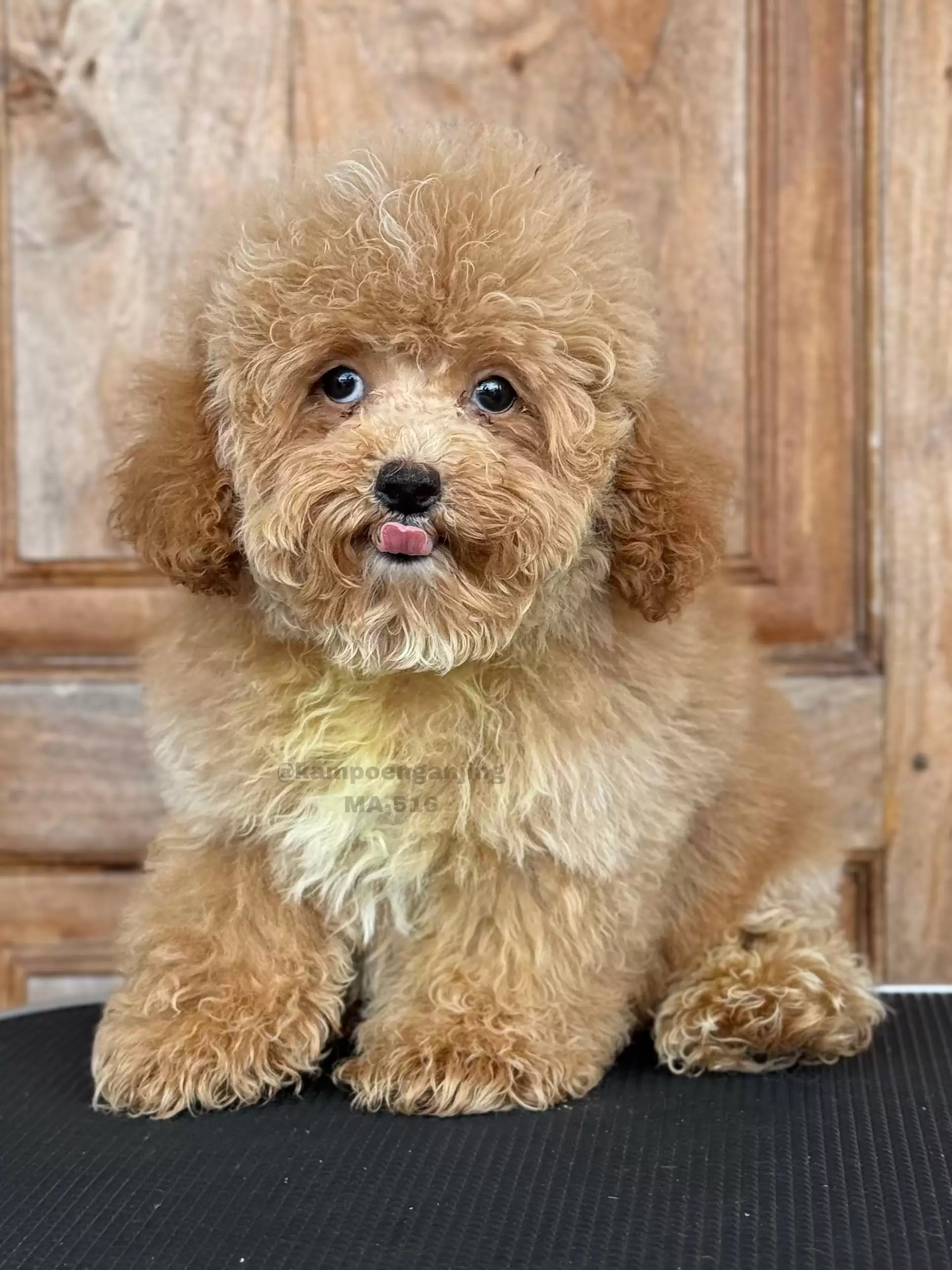 Poodle male 516