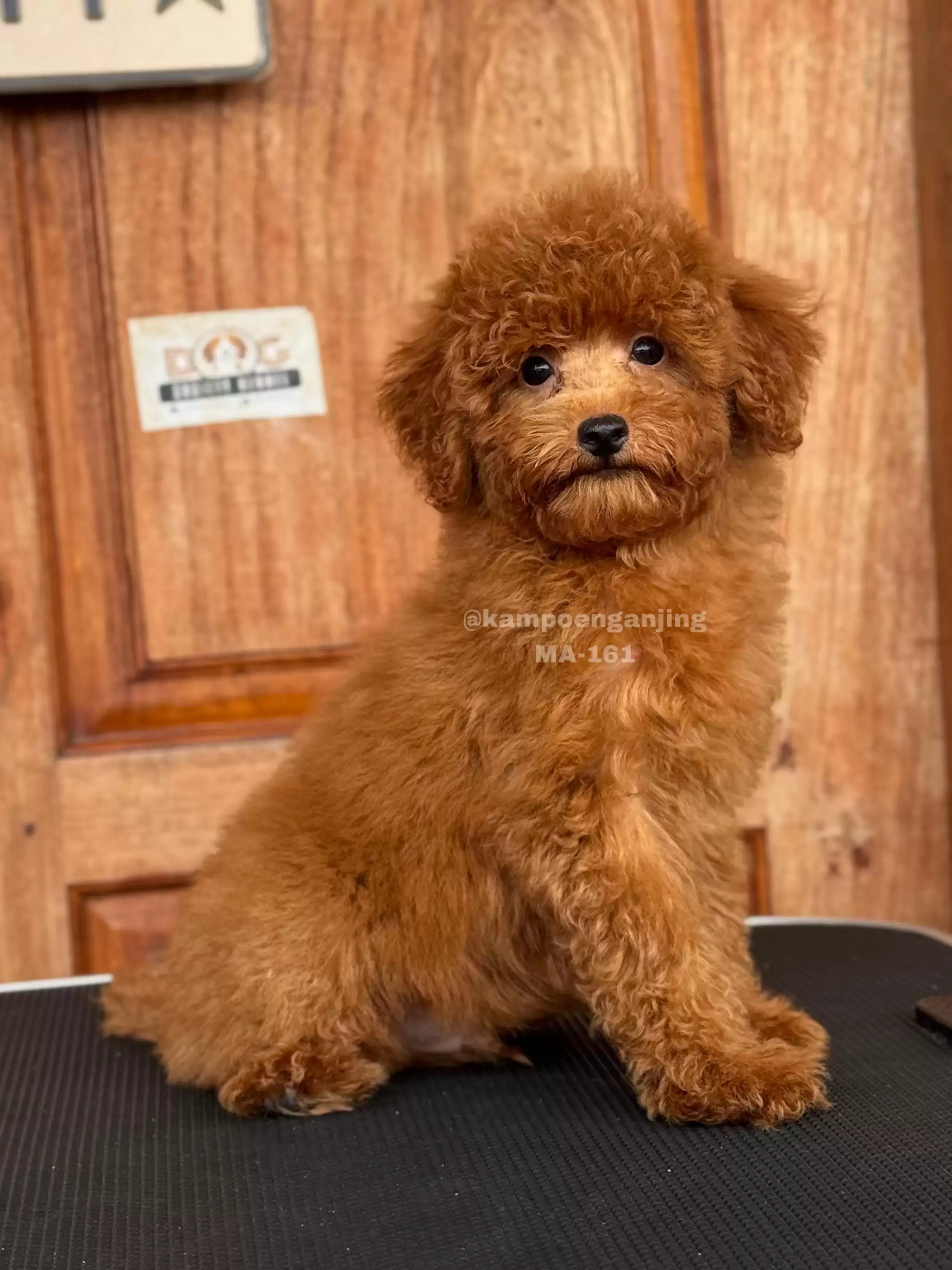 Poodle male Tail 161