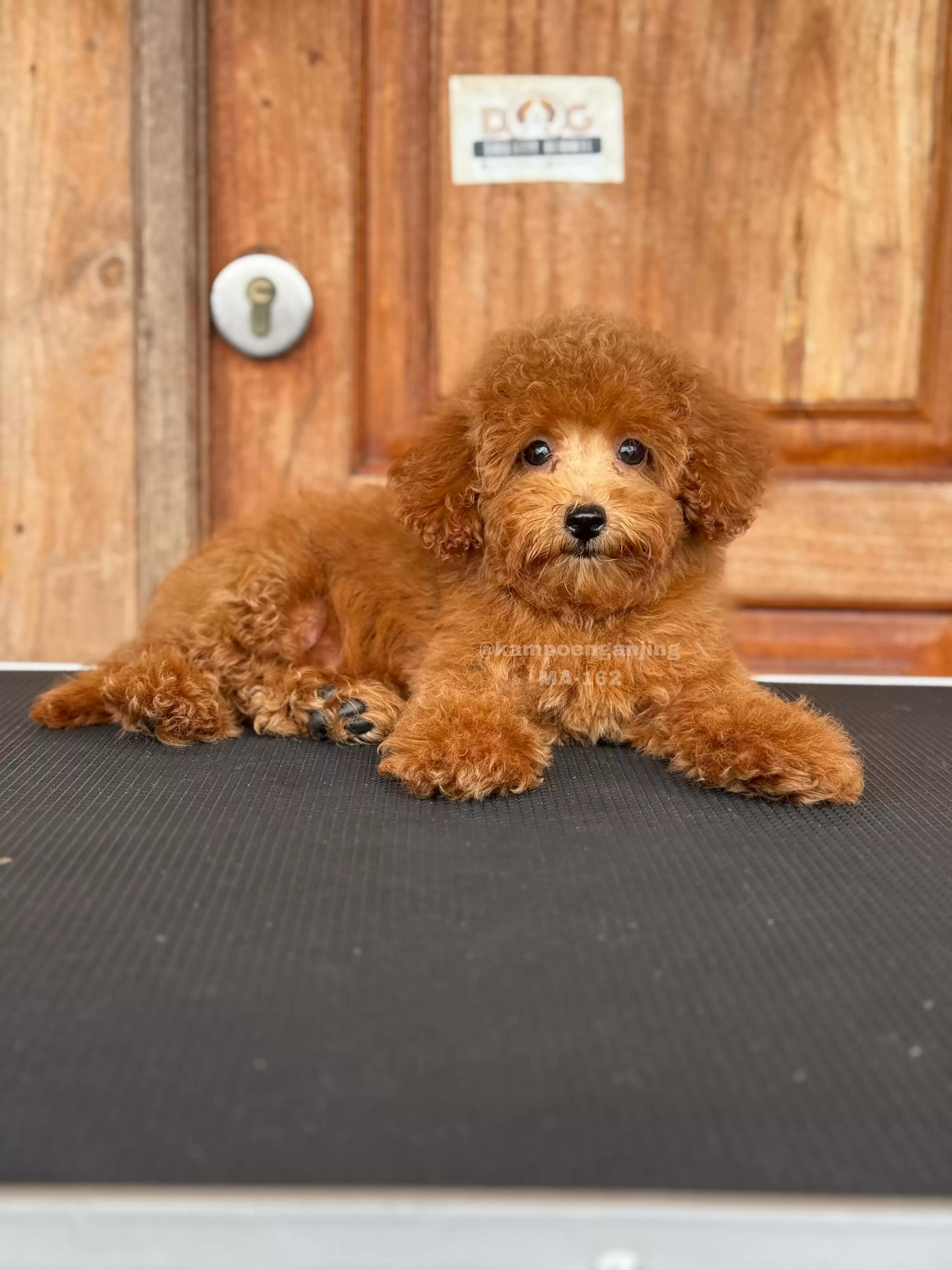 Poodle male Tail 162