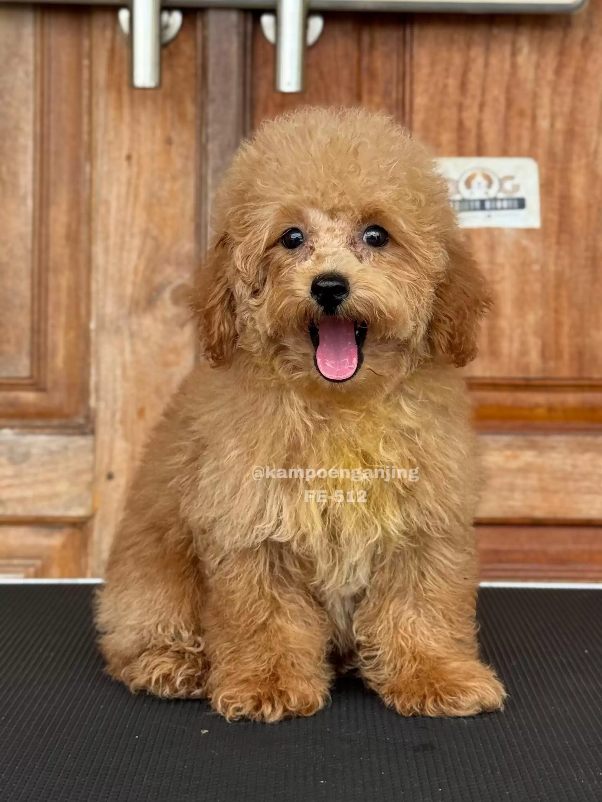 Poodle female 512