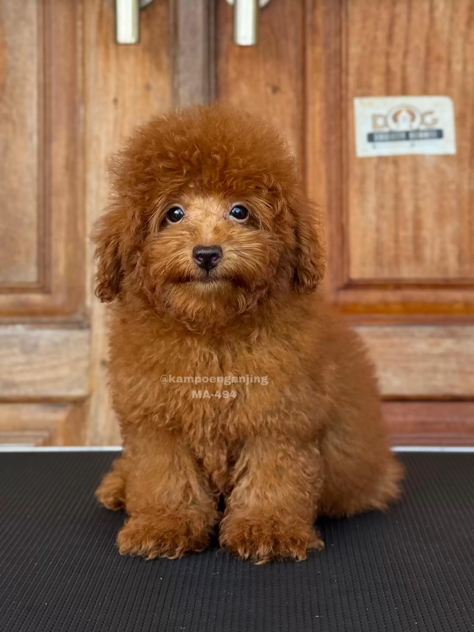 Poodle male 494