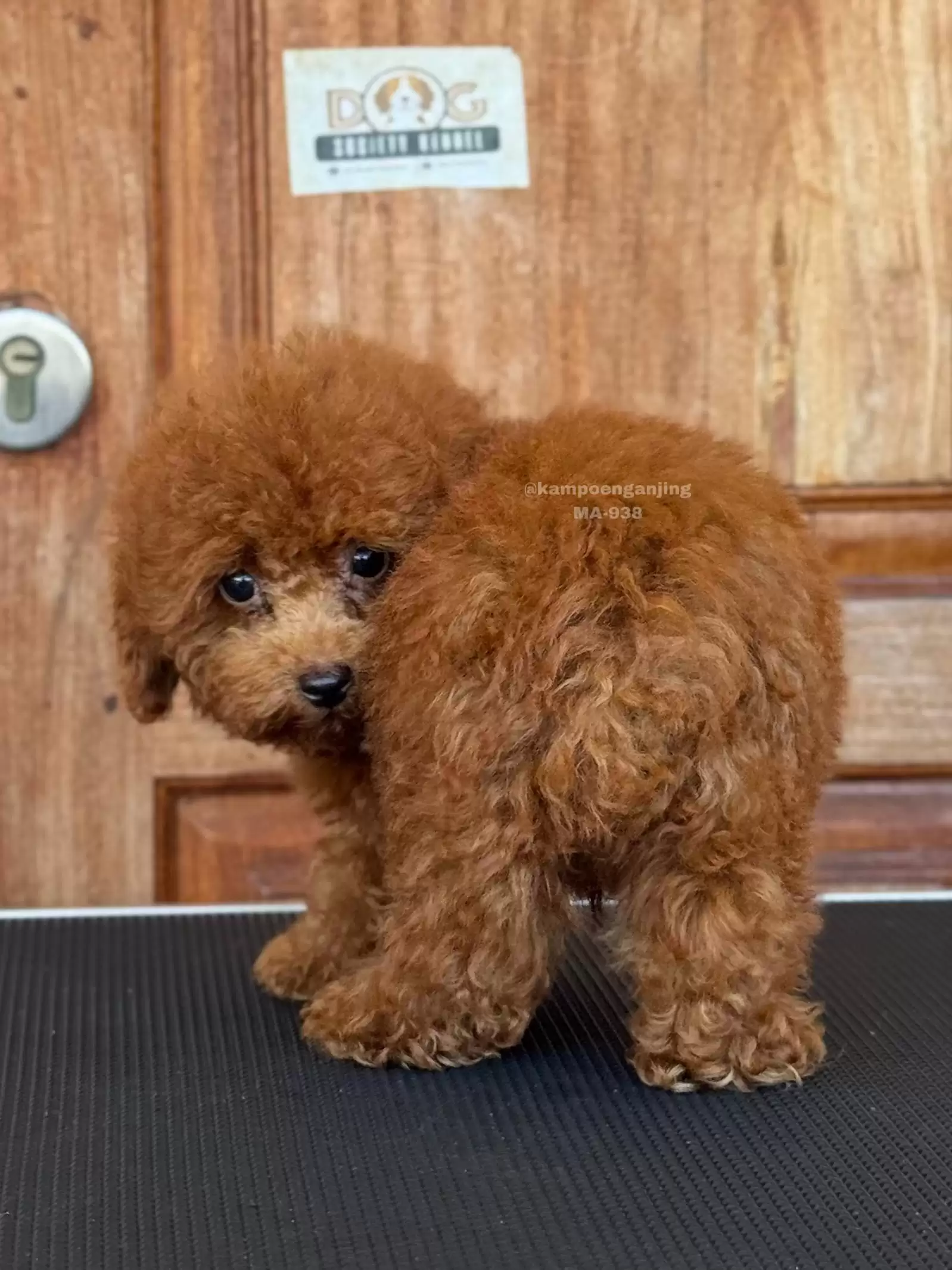 Poodle male 938
