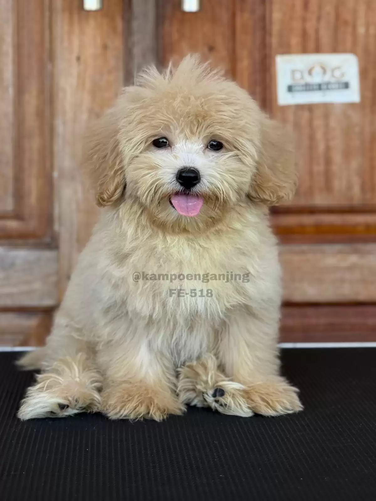 Maltipoo female 518