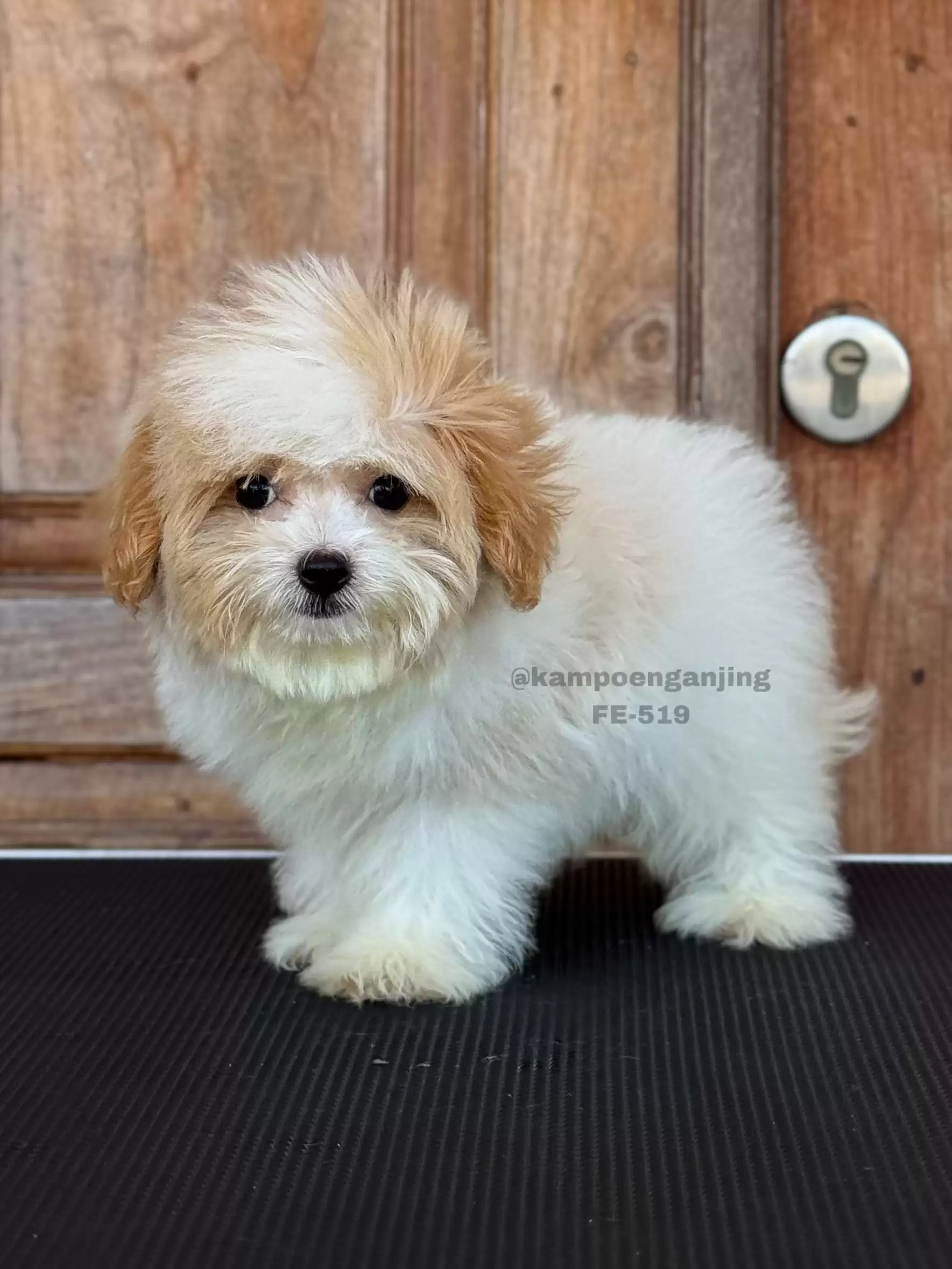 Maltipoo female 519
