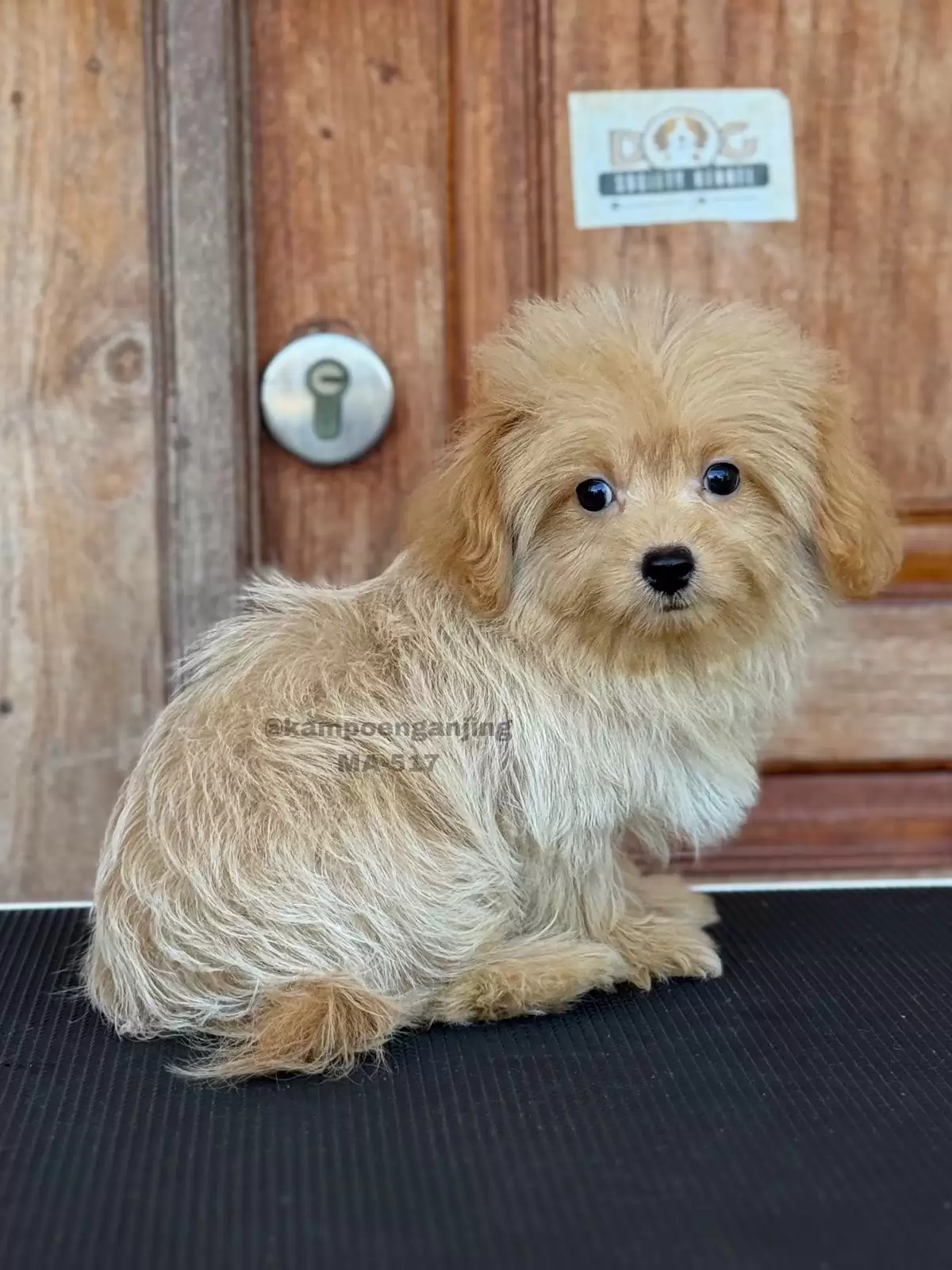 Maltipoo male 517