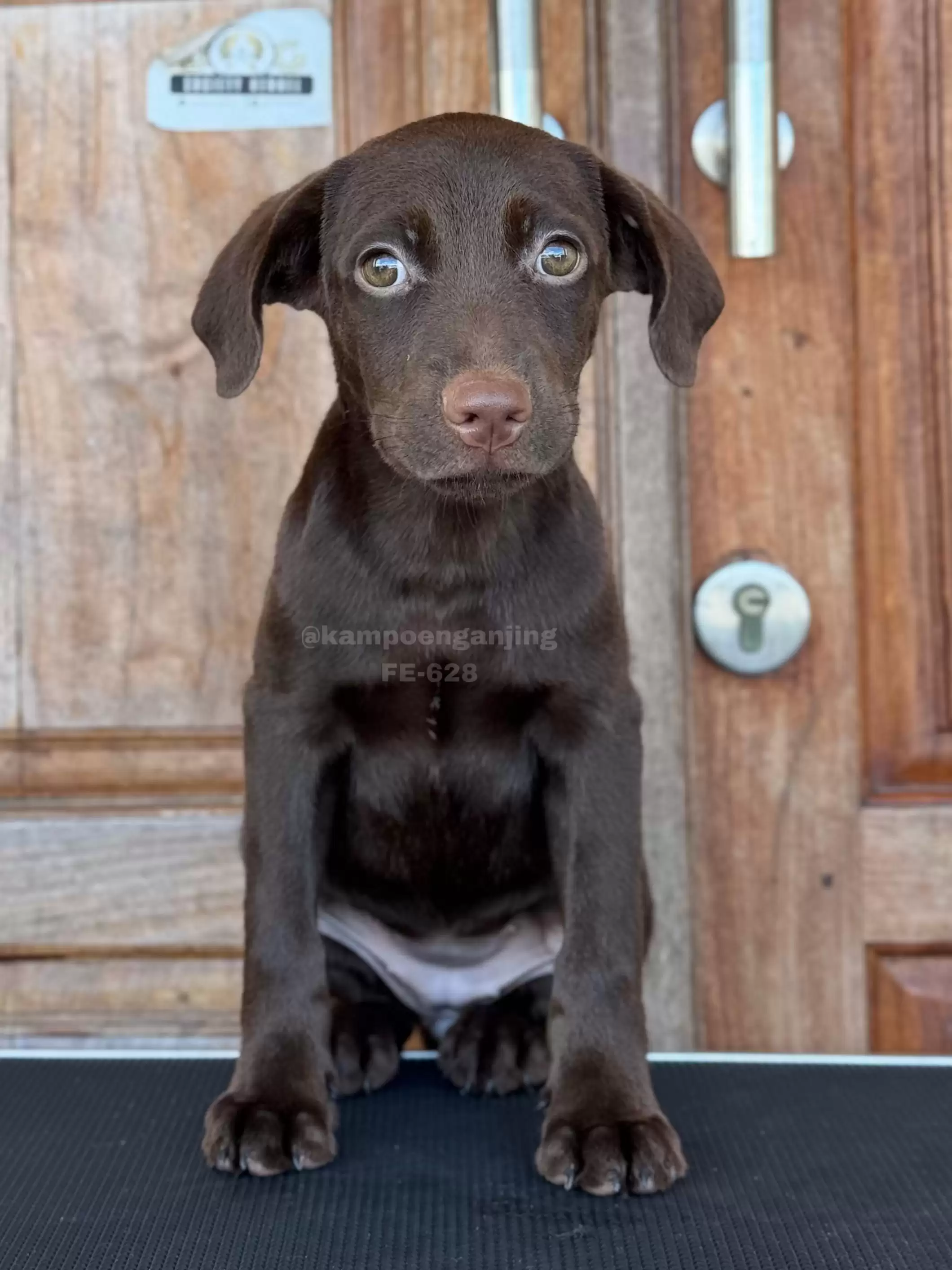 Labrador female 628