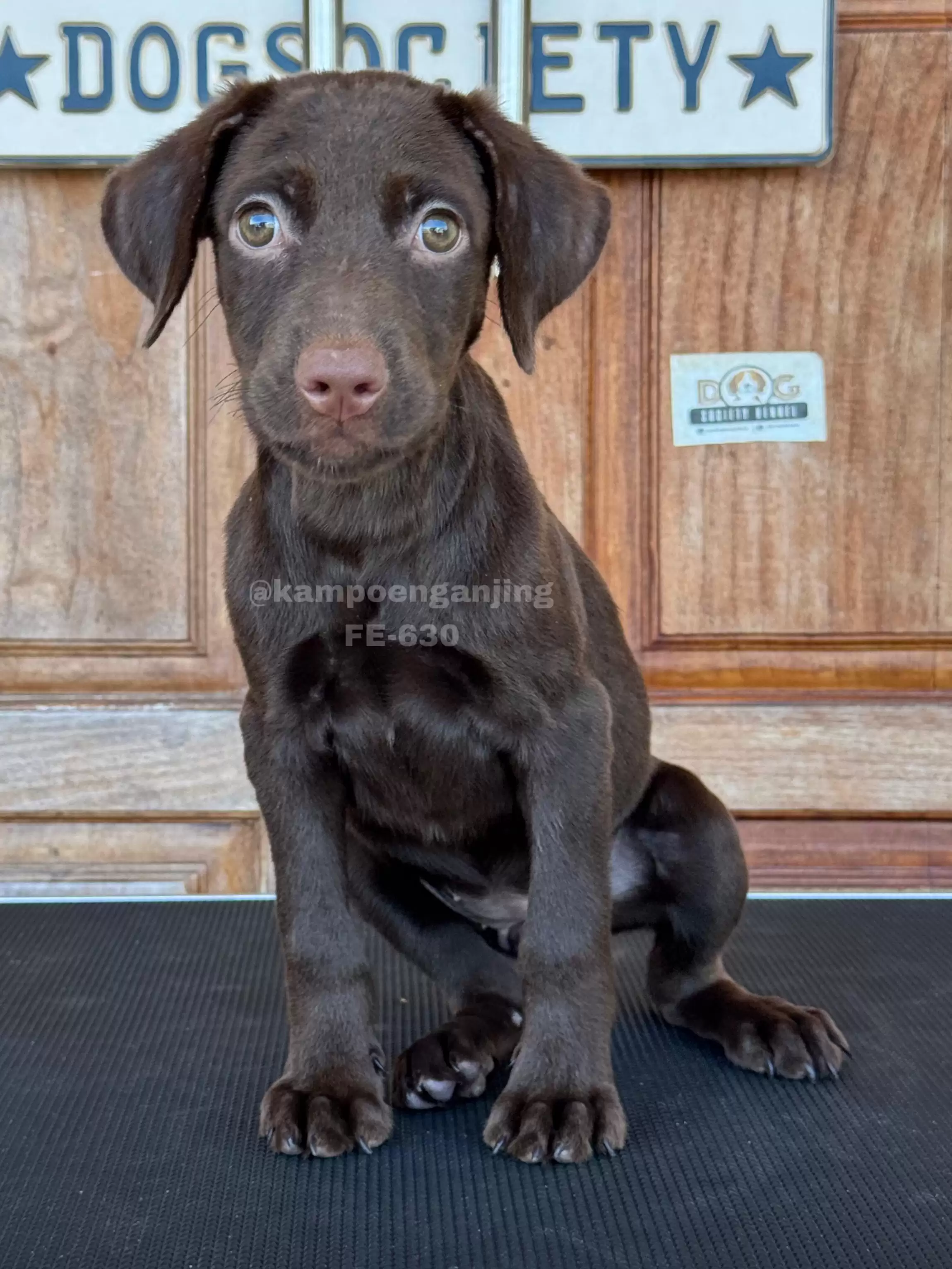Labrador female 630