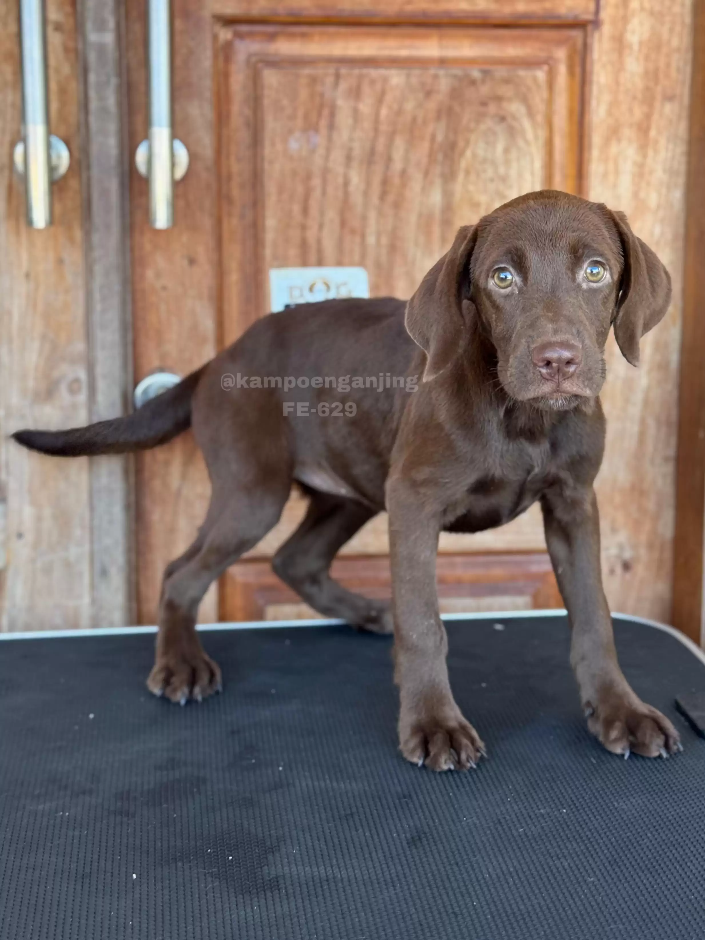 Labrador female 629