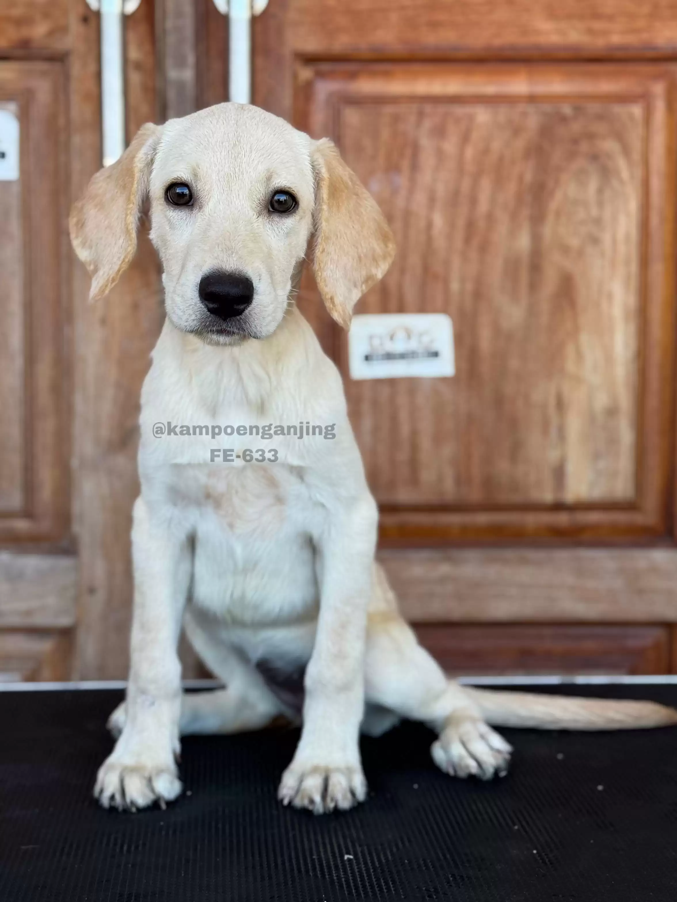 Labrador female 633