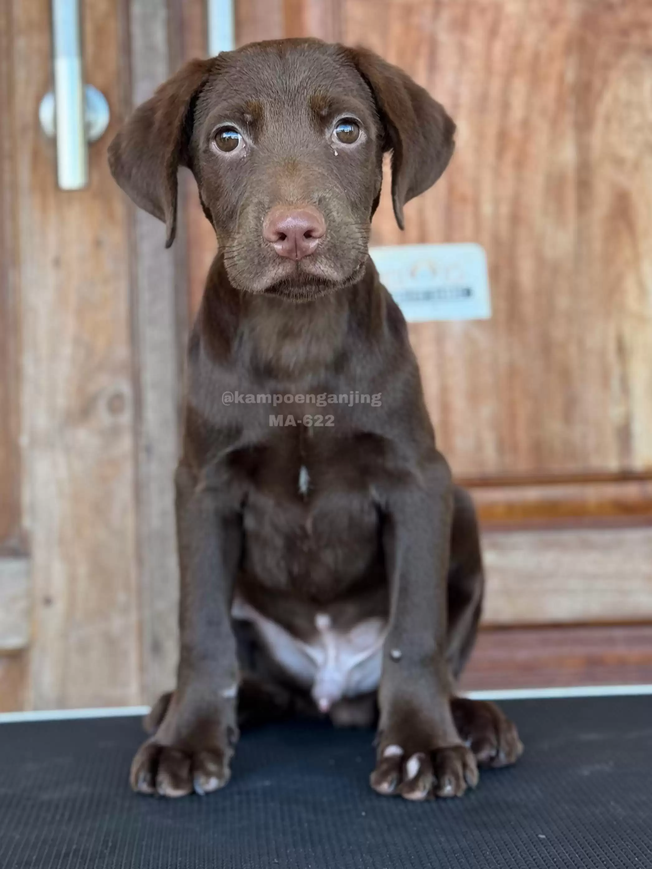 Labrador male 622