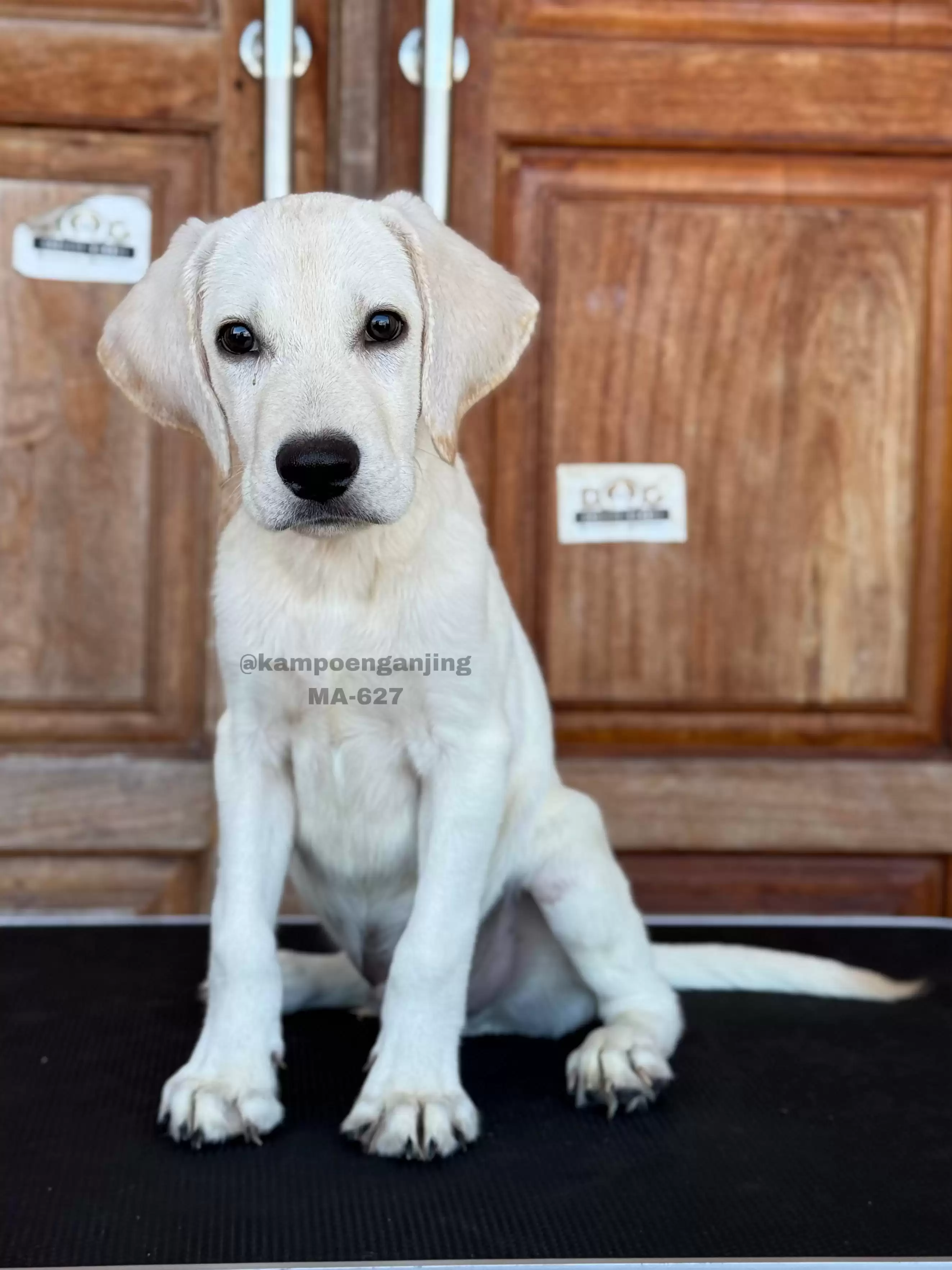 Labrador male 627