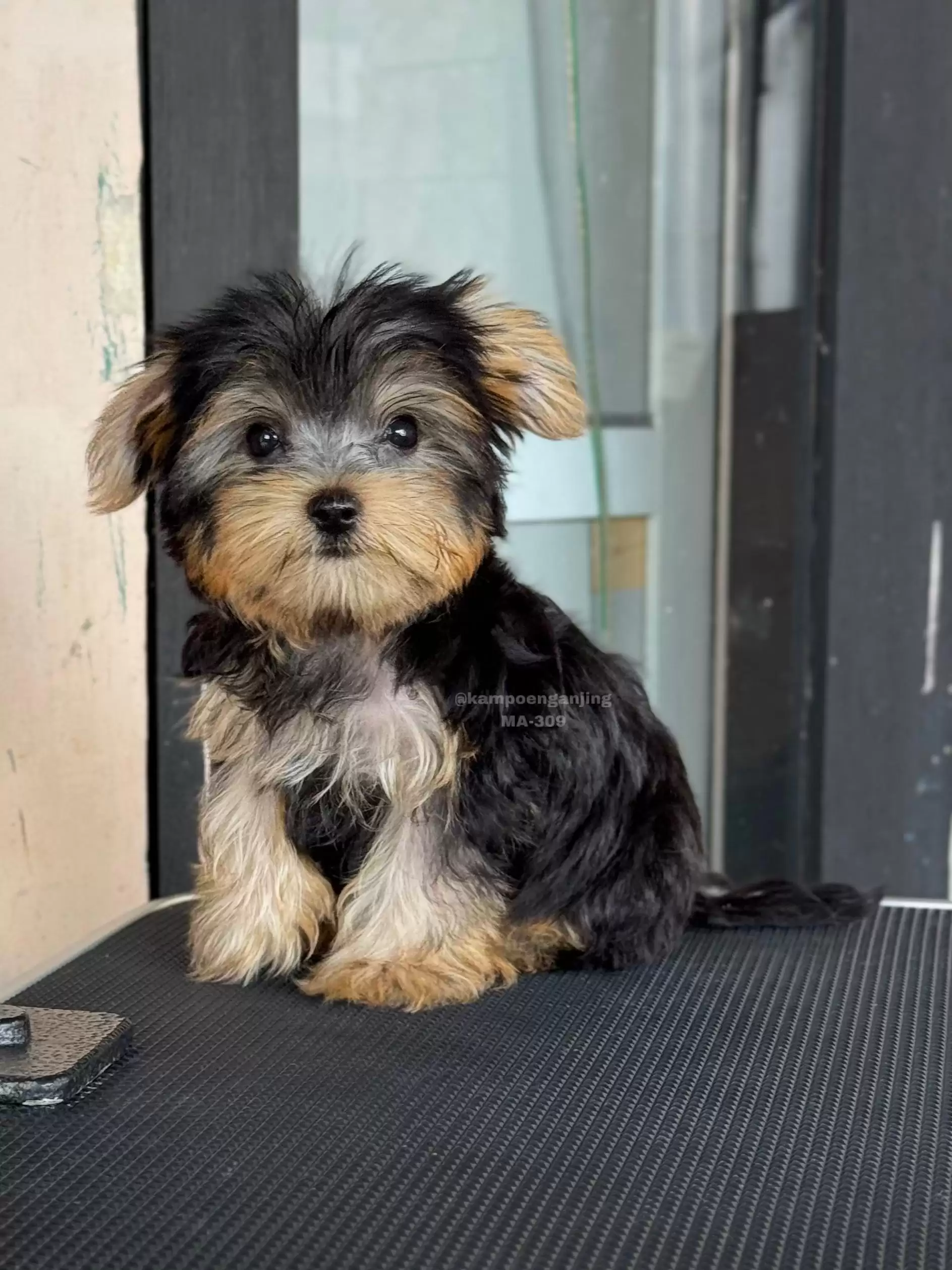 Yorkshire Terrier male 309