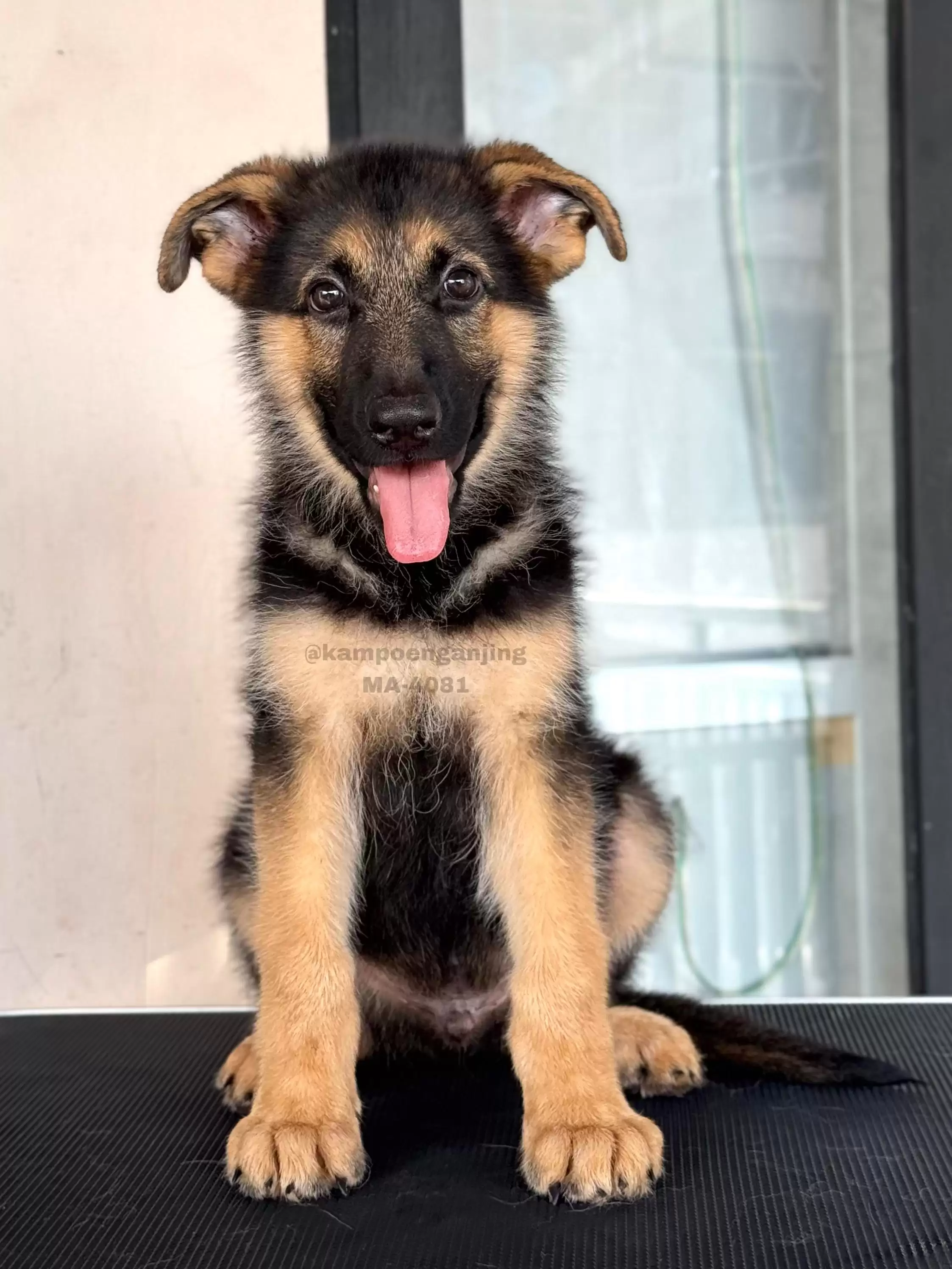 German Shepherd male 4081