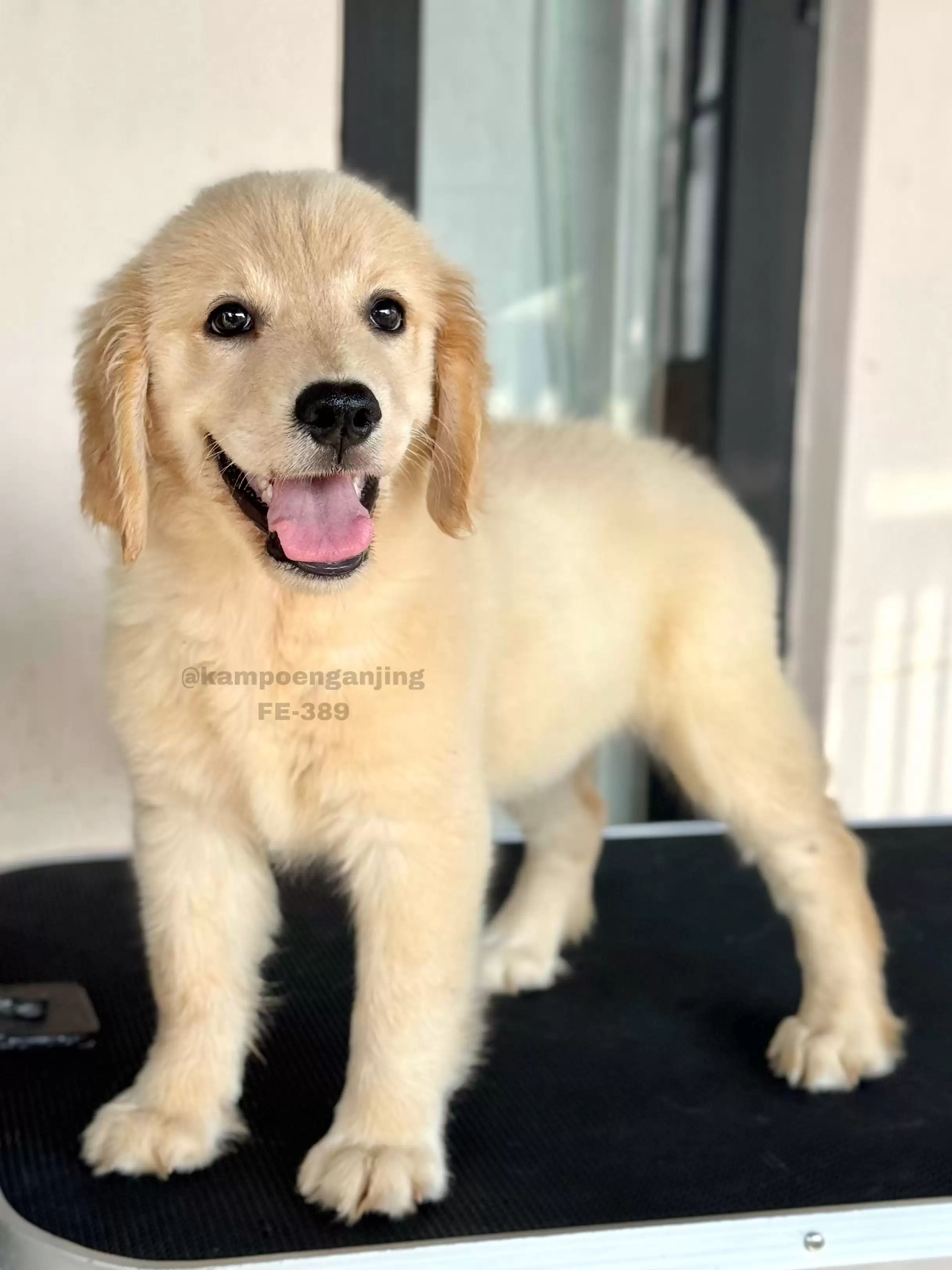 Golden Retriever female 389